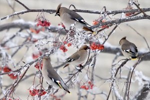 Зимующие птицы тюменской области