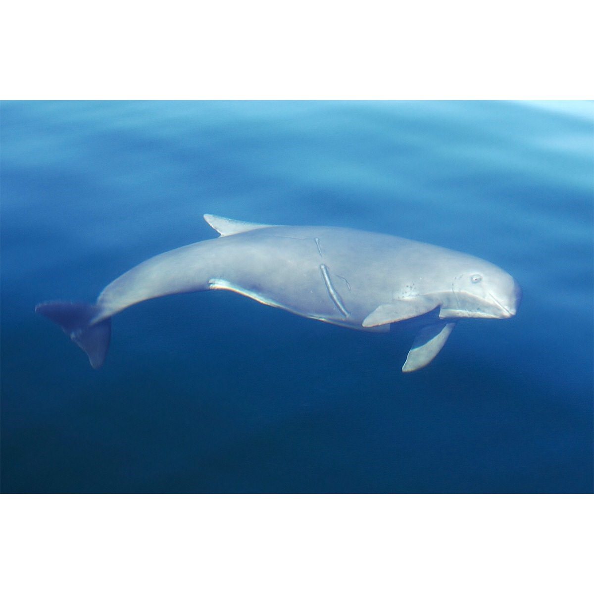 Дельфин свинья. Дельфин Азовка морская свинья. Черноморская морская свинья Азовка. Морская свинья (Phocoena Phocoena). Дельфин Азовка в Азовском море.
