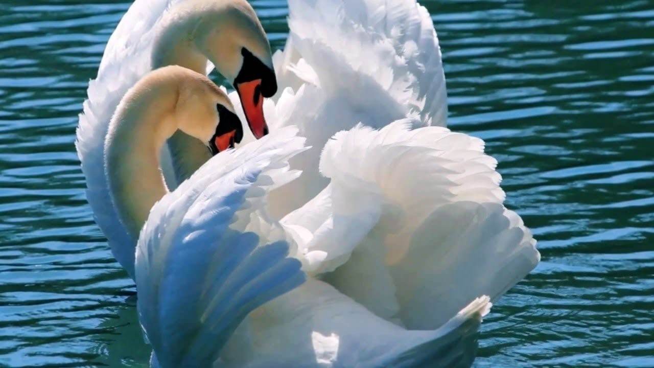 А любовь то лебедем. Лебеди символ любви и верности поздравление на свадьбу.