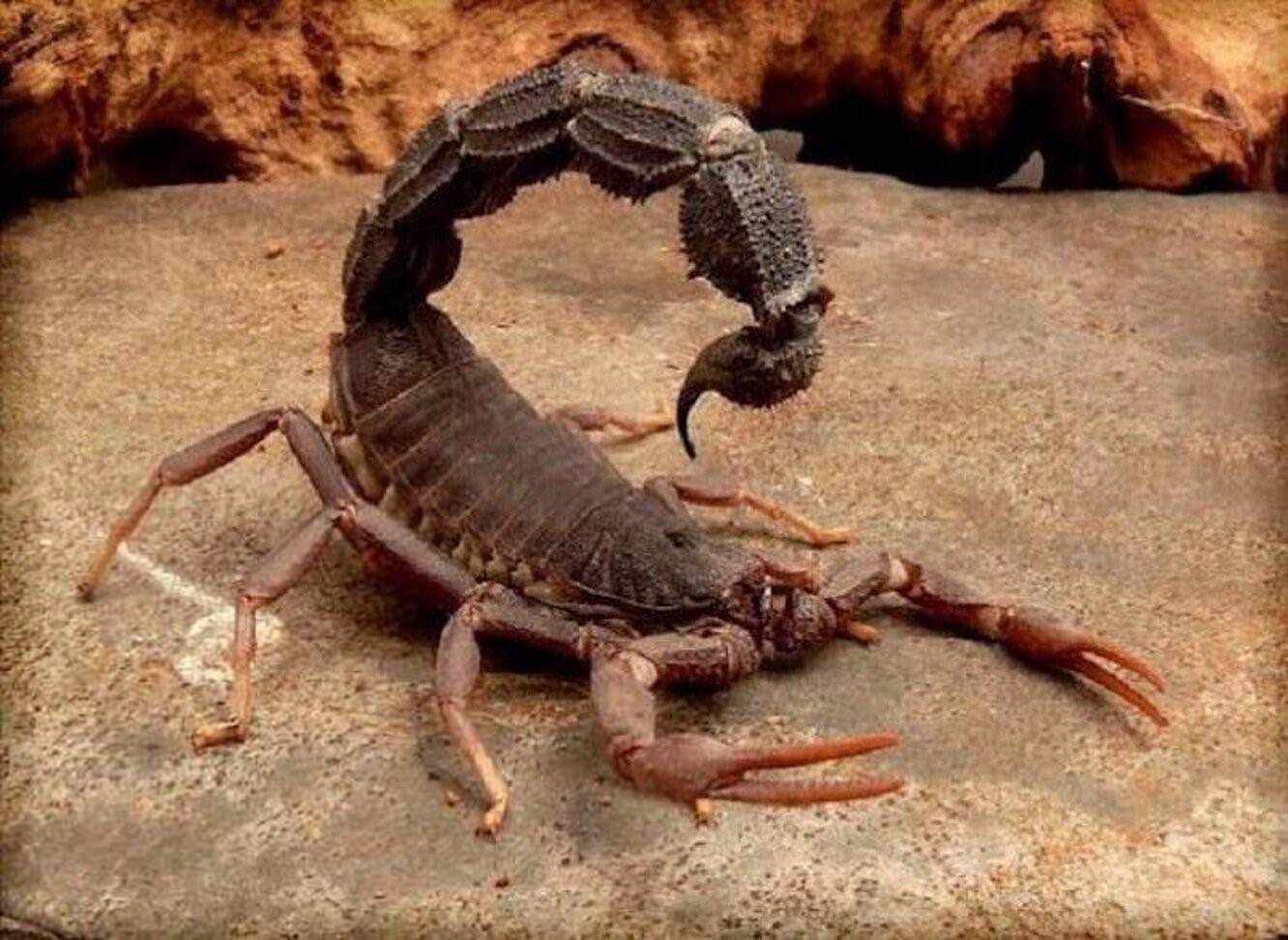 Самый опасный скорпион в мире фото