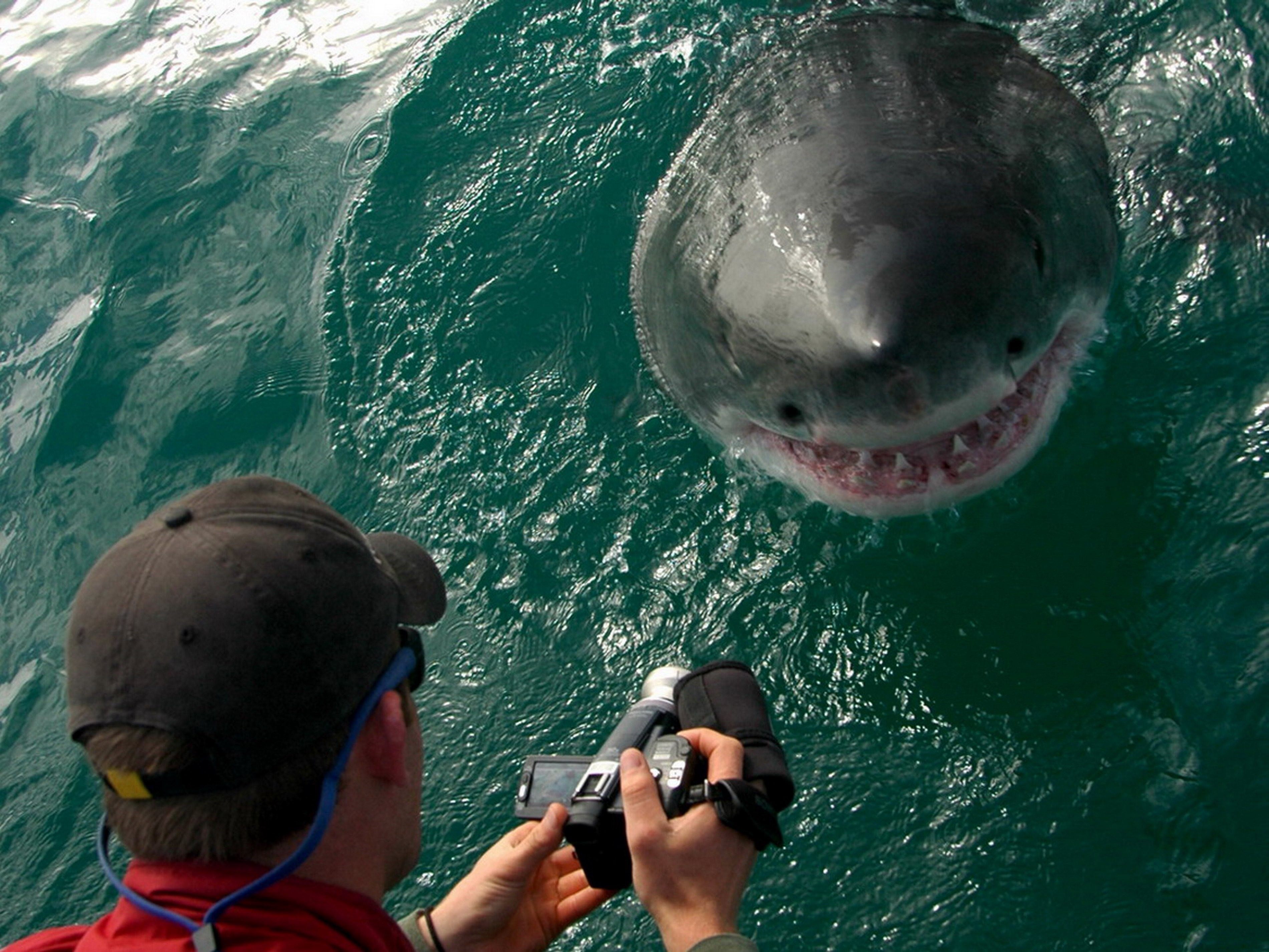 Фотография самой большой акулы в мире