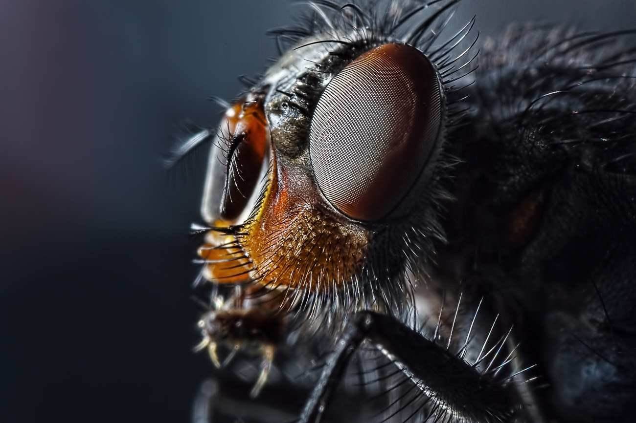 Глаза мухи под микроскопом