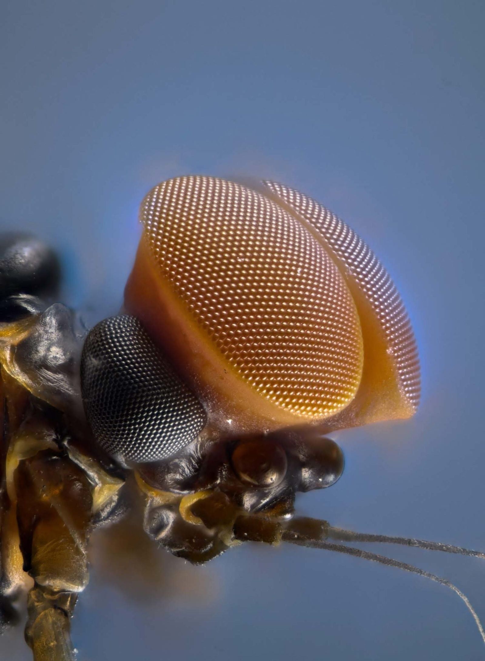 Фото глаза мухи под микроскопом фото