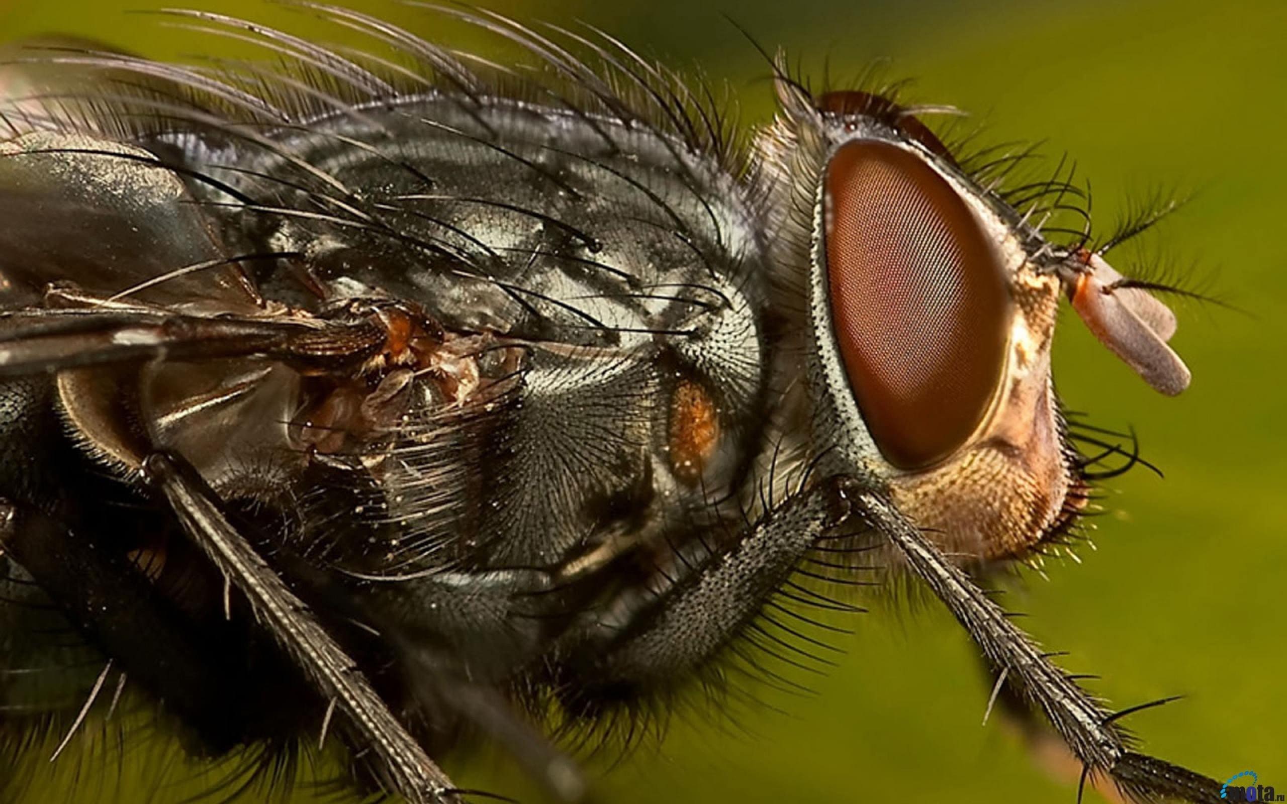 Глаза у мухи под микроскопом фото