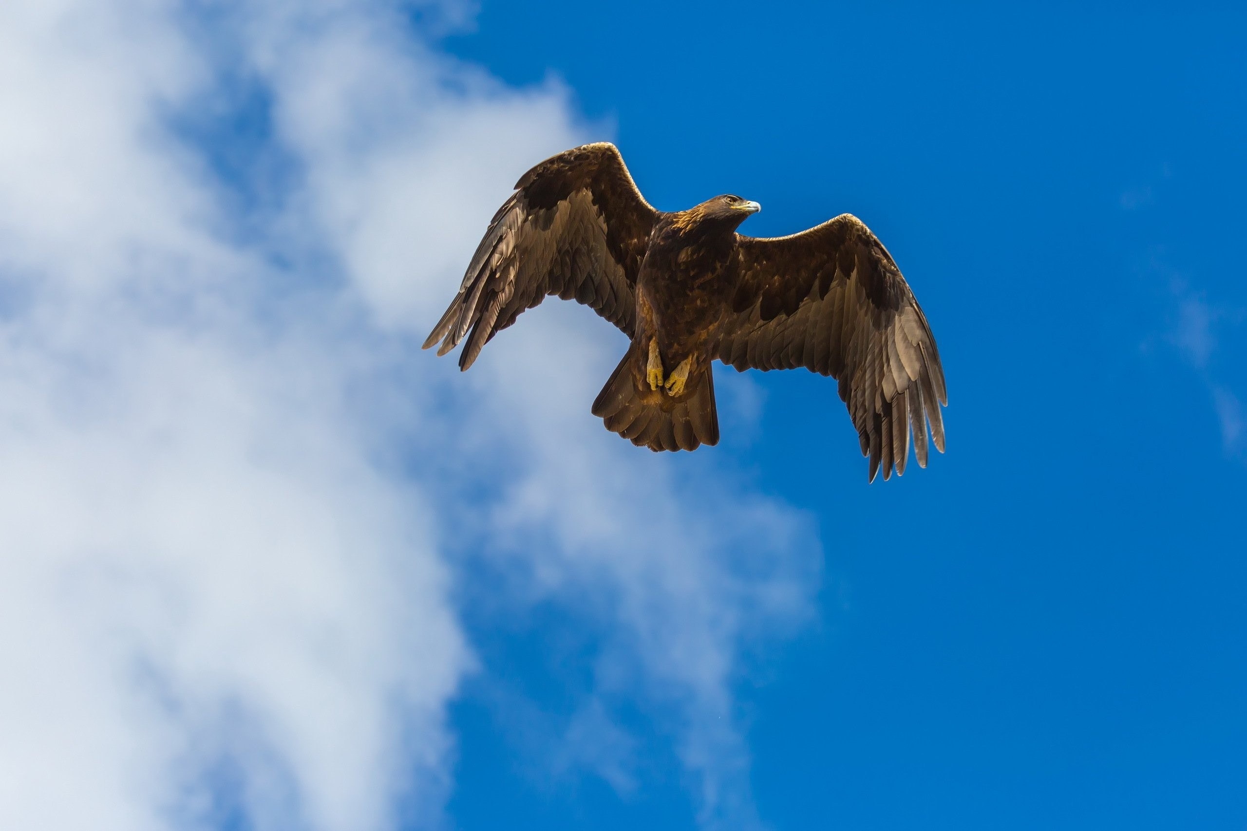 Орел парящий в небе фото