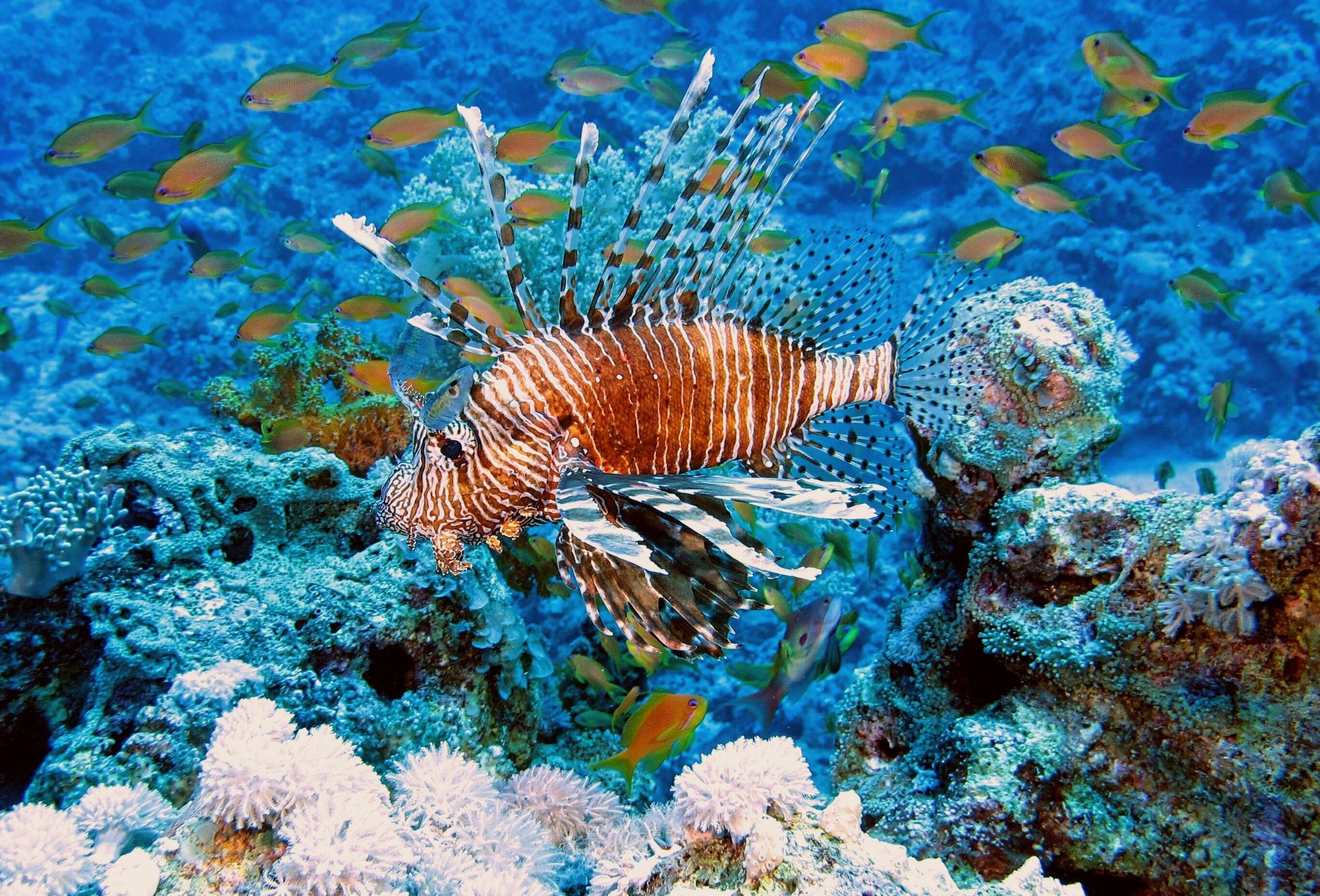 Обитатели кораллового рифа. Рыба крылатка в Красном море. Крылатка рыба Египет Шарм-Эль-Шейх. Рыба крылатка Египет. Рыба крылатка в коралловых рифах.