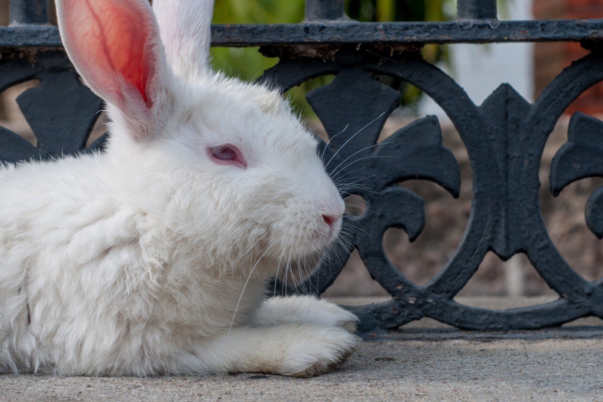 Фото white rabbit