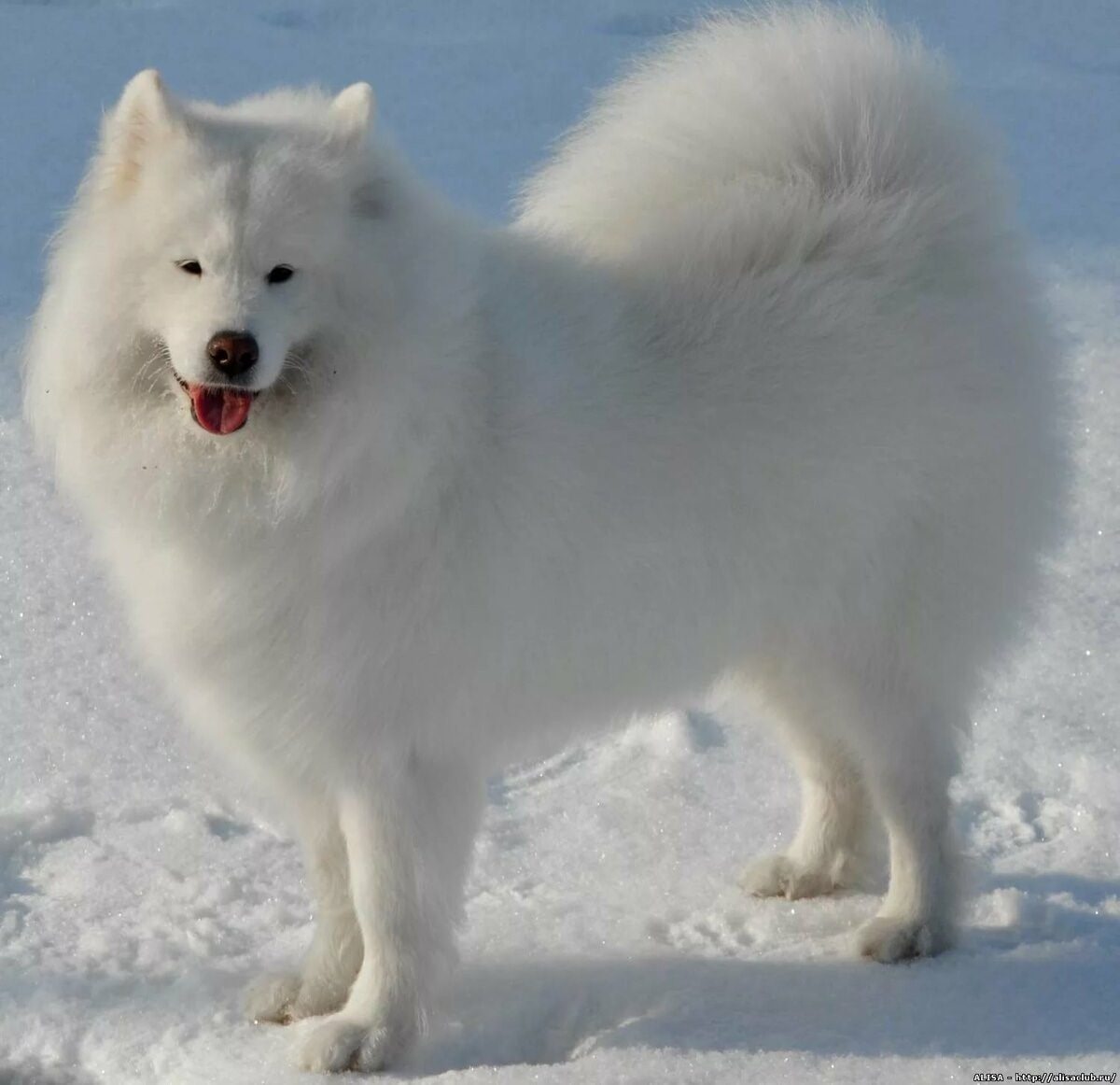 Крупная белая порода собак. Самоедская лайка (самоед). Сибирская лайка самоед. Арктический шпиц самоед. Порода лайка самоед.