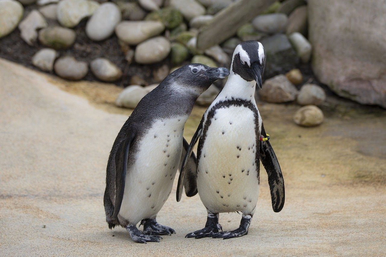 все виды пингвинов фото и название