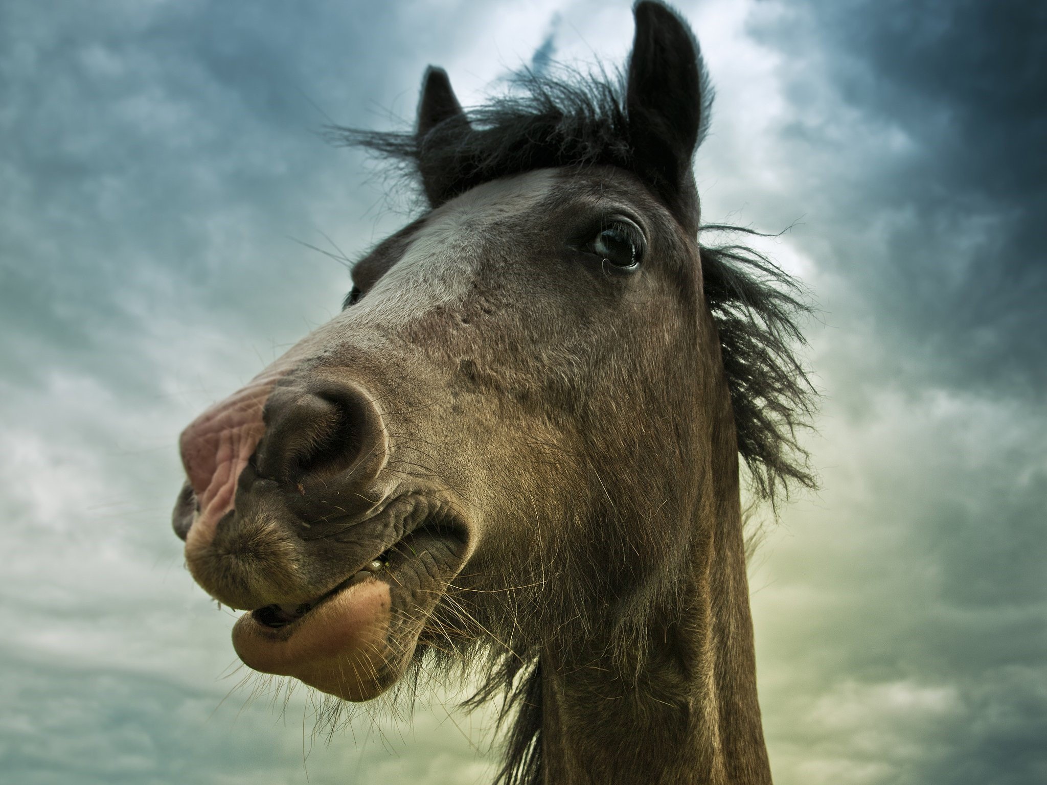Музыка horses. Лошадь ржет. Лошадь смеется. Конь улыбается. Улыбка коня.
