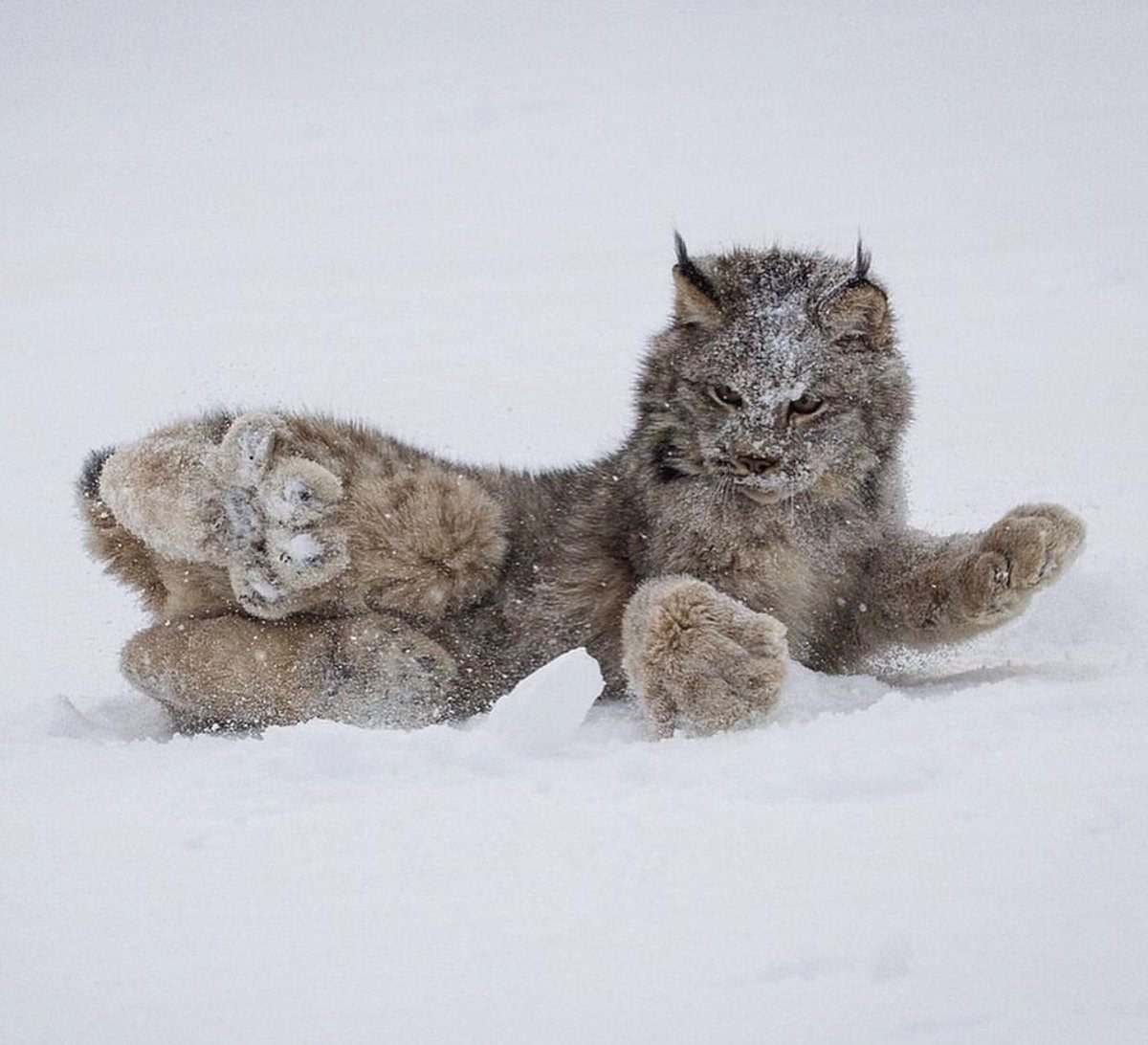 Канадская рысь фото