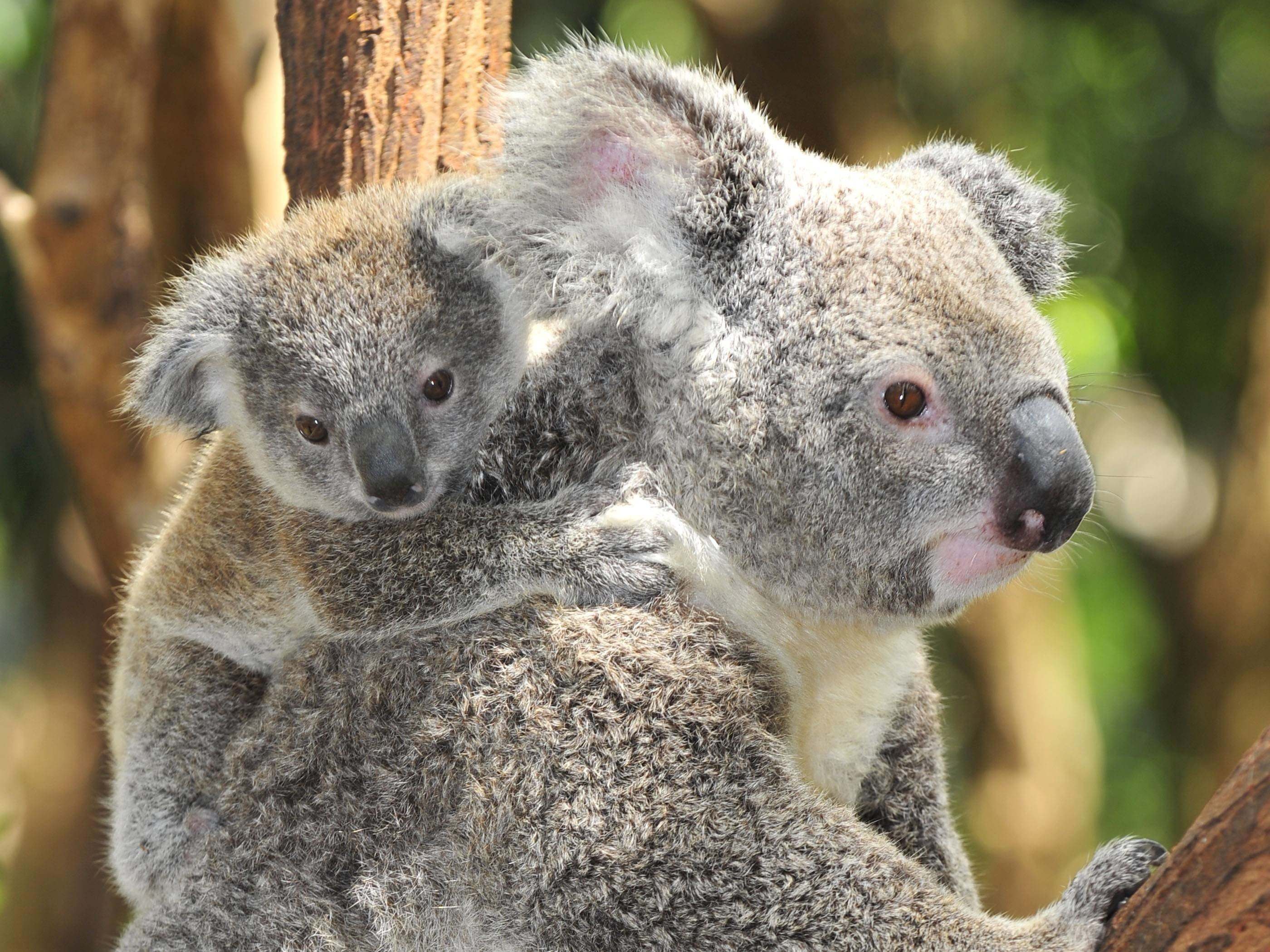 Как называется коала. Животные Австралии коала. Коала сумчатое. Мишка коала. Сумчатые млекопитающие коала.