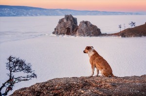 Собака байкал