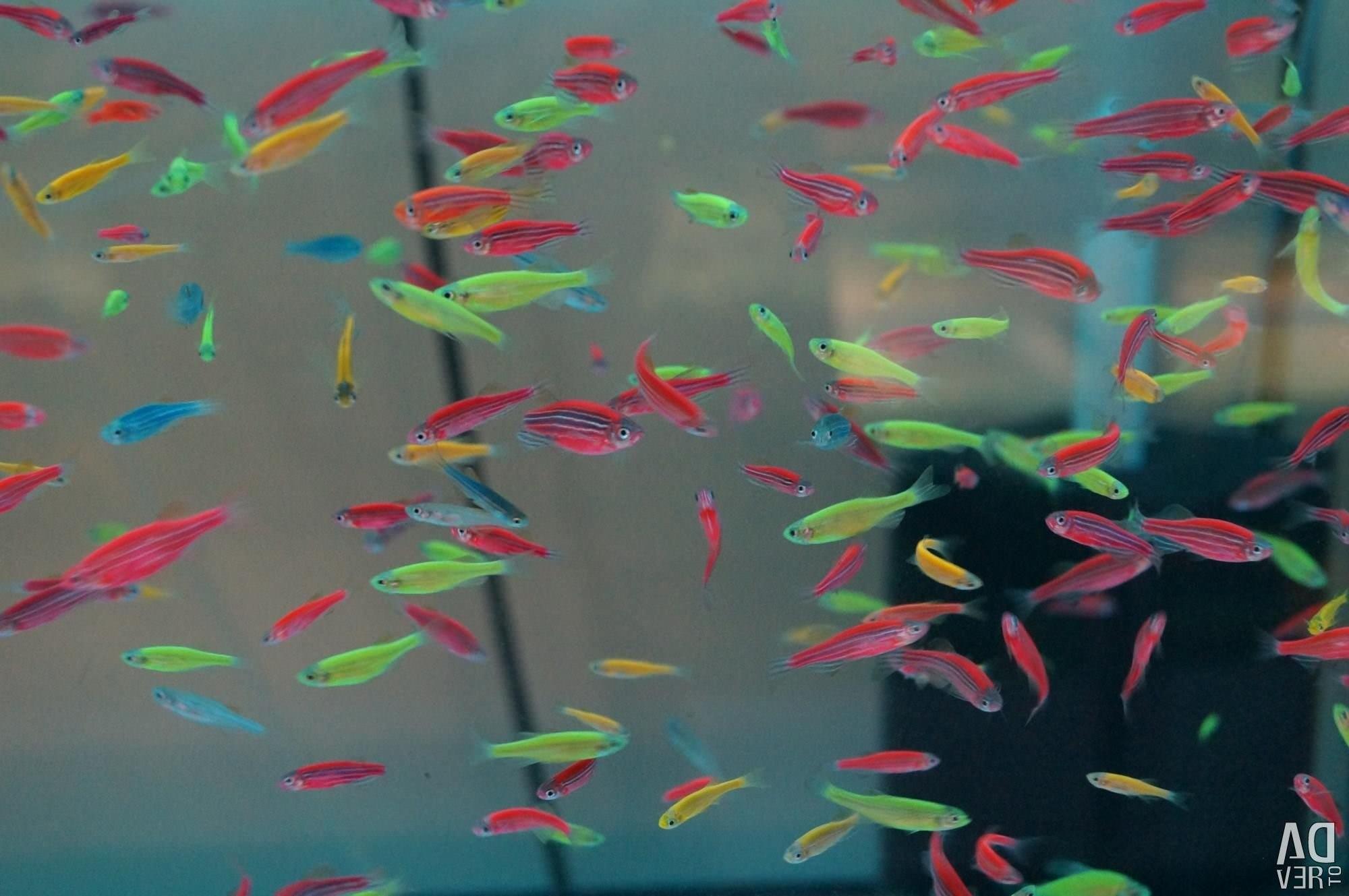 Рыбки аквариумные неоновые фото и название