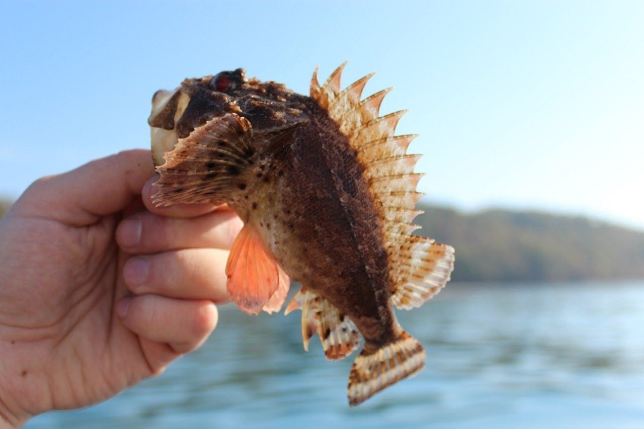 рыба водится в черном море название