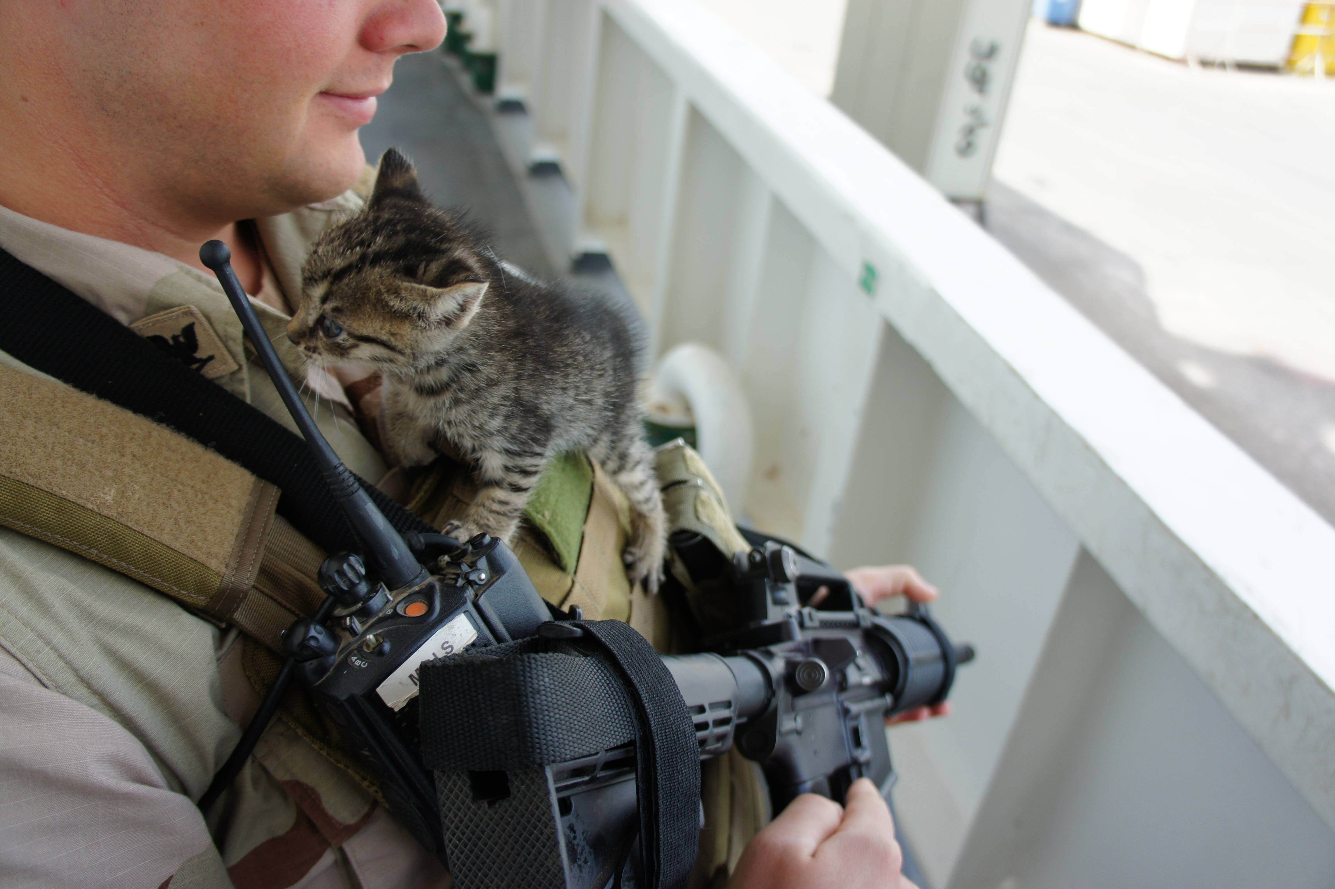 Фото военного кота