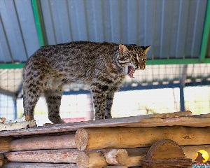 Камышовый кот дома