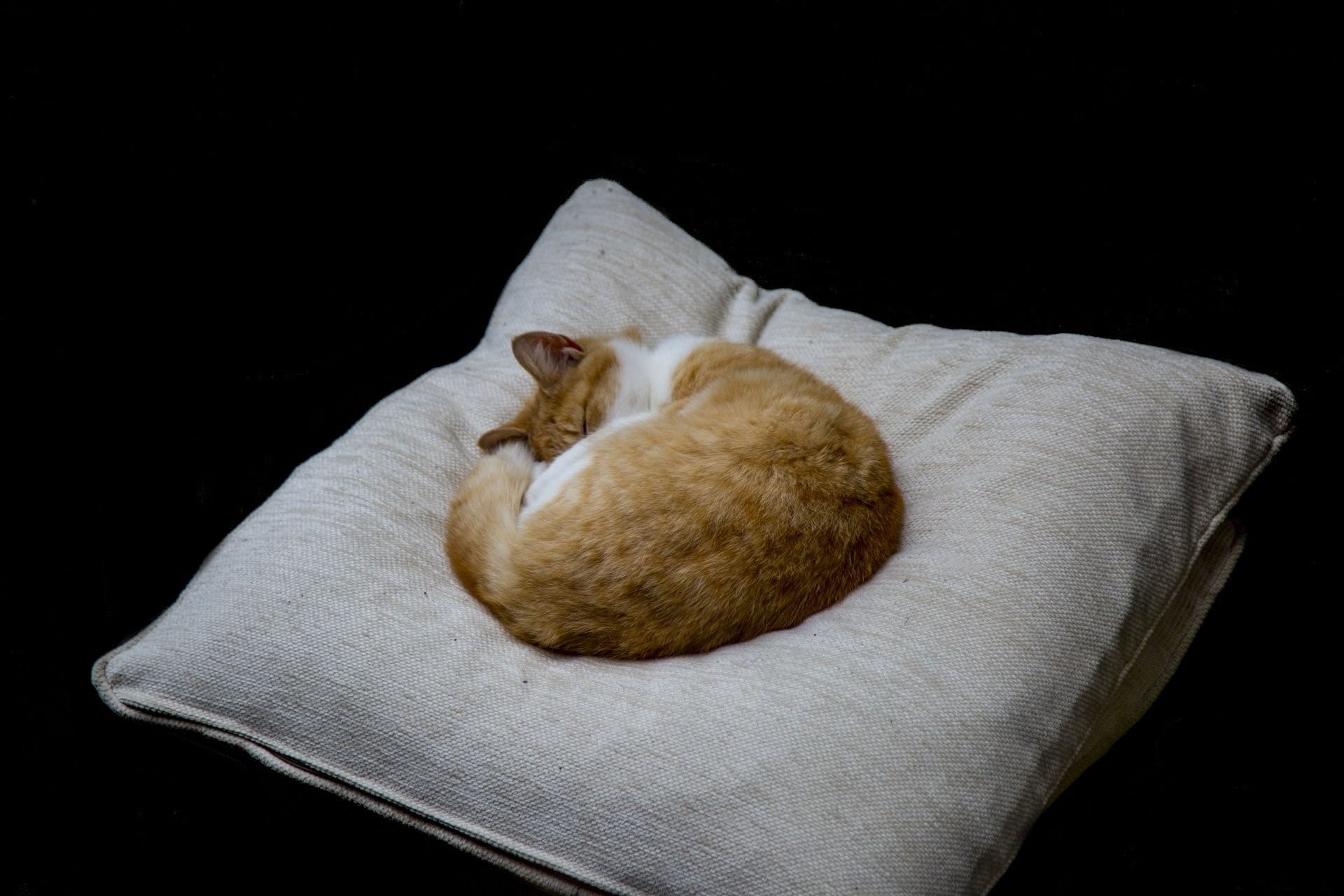 Кот спит на подушке