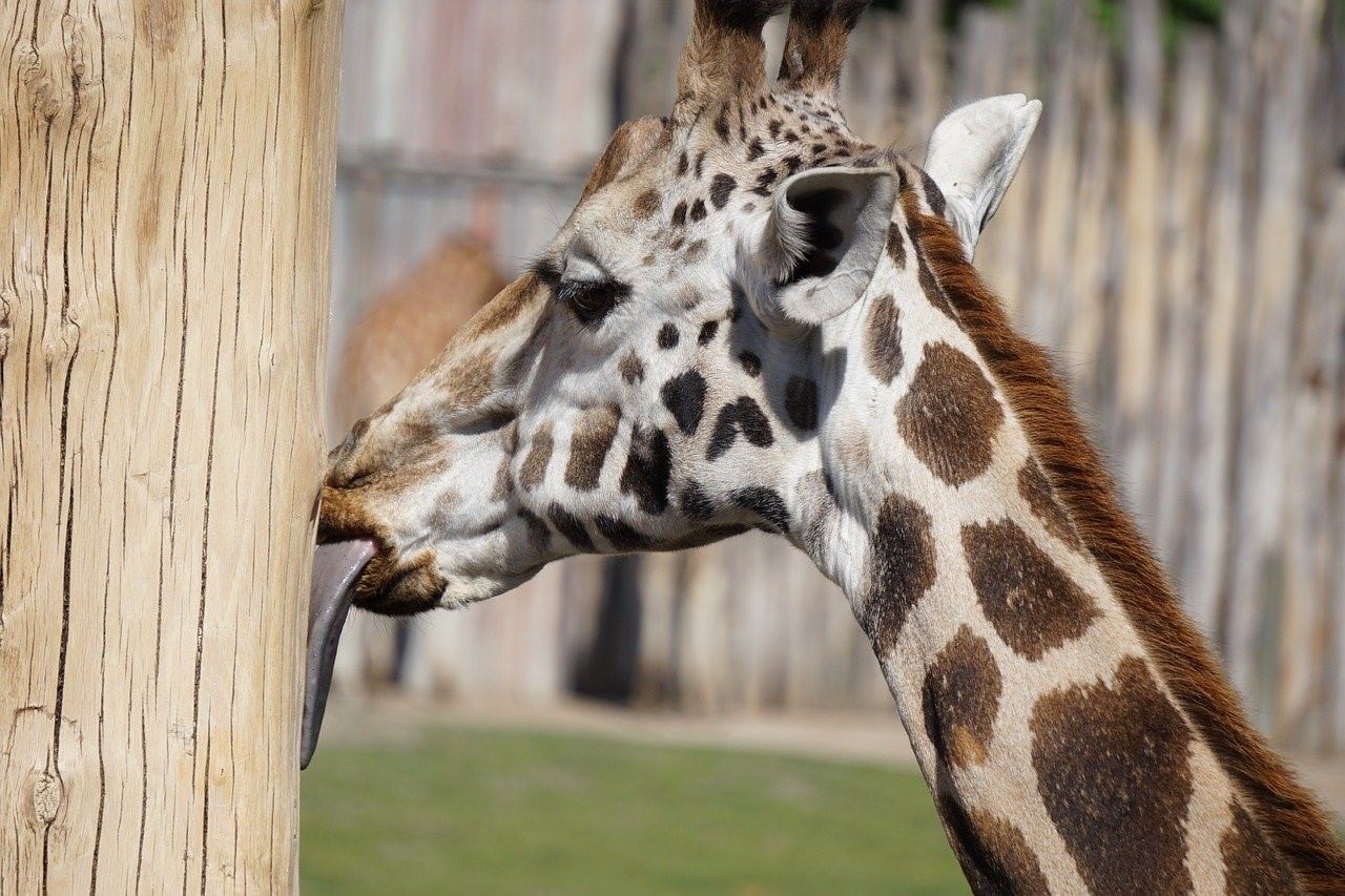 Длинный язык жирафа