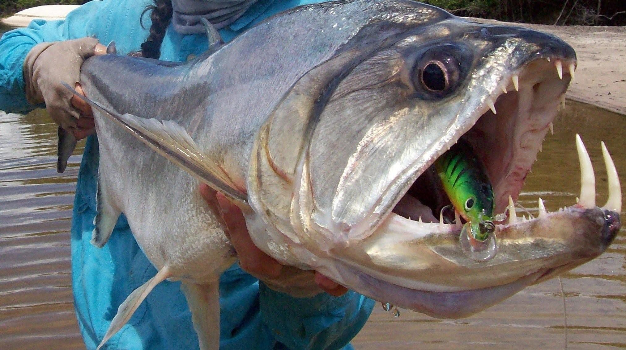 рыбы амазонки фото