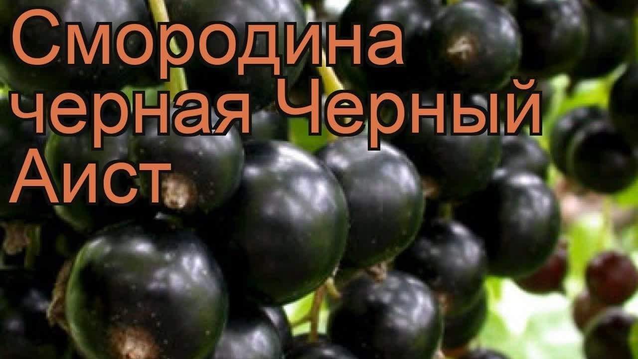 Смородина черная бинар описание сорта фото