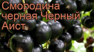 Смородина черный аист