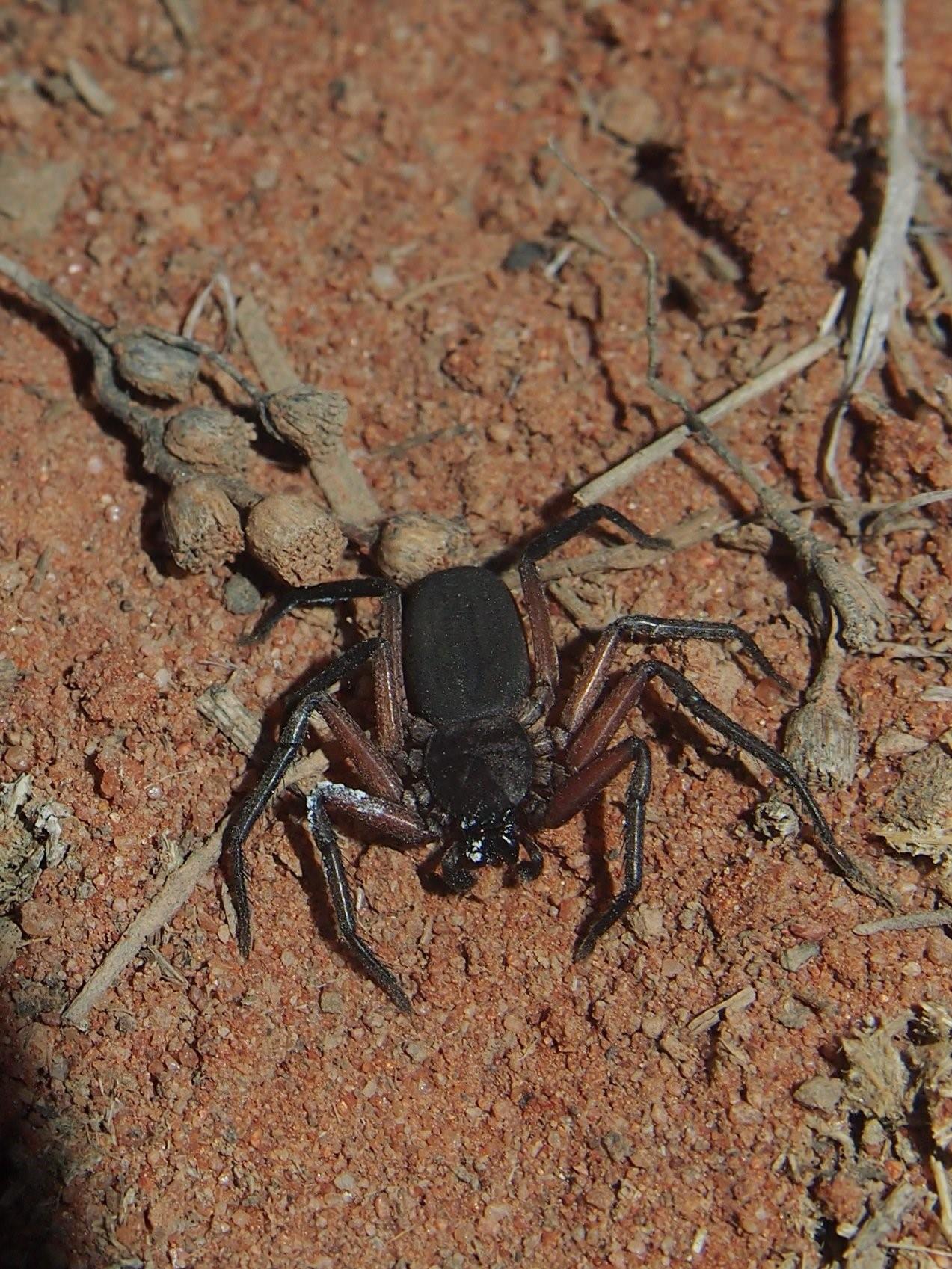 Паук скорпион. Паук гибрид. Гибрид паука и скорпиона. Паук Скорпион фото.