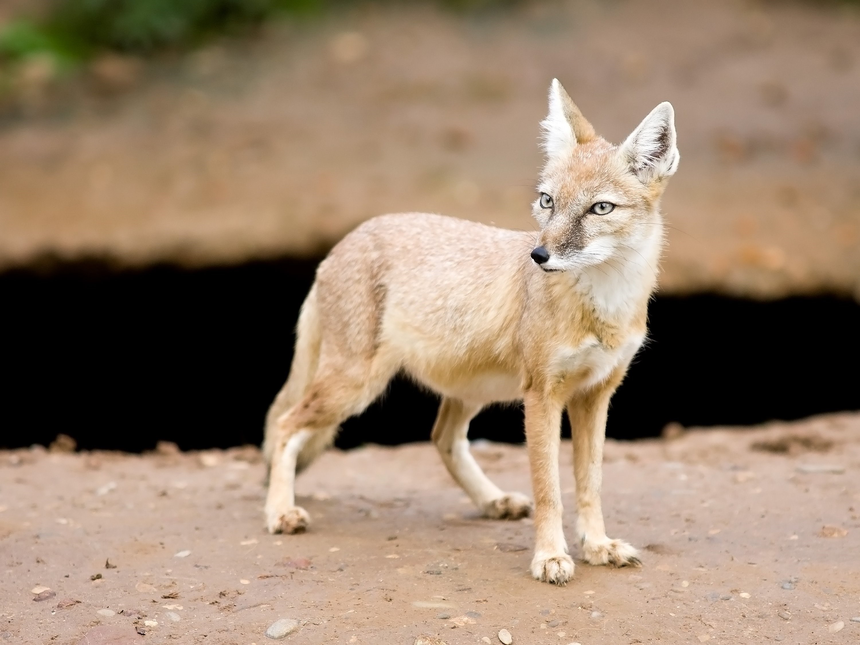 Астраханский корсак фото