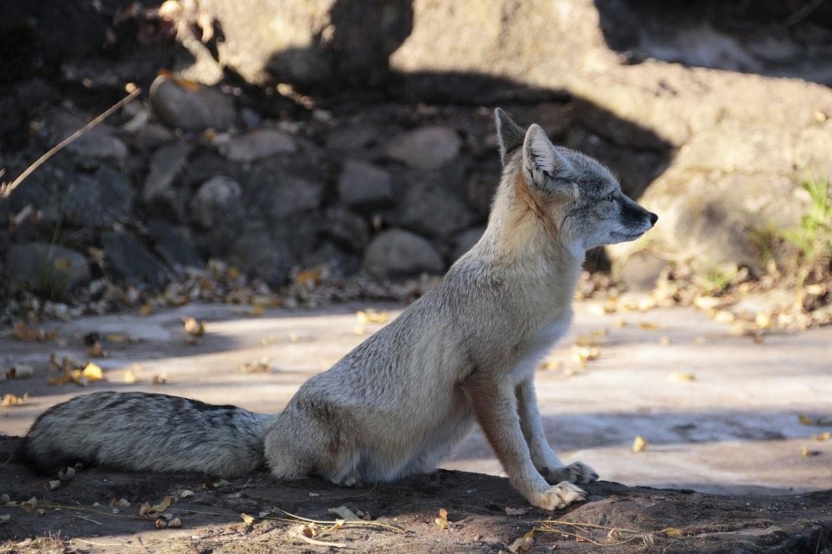 Лисица корсак фото