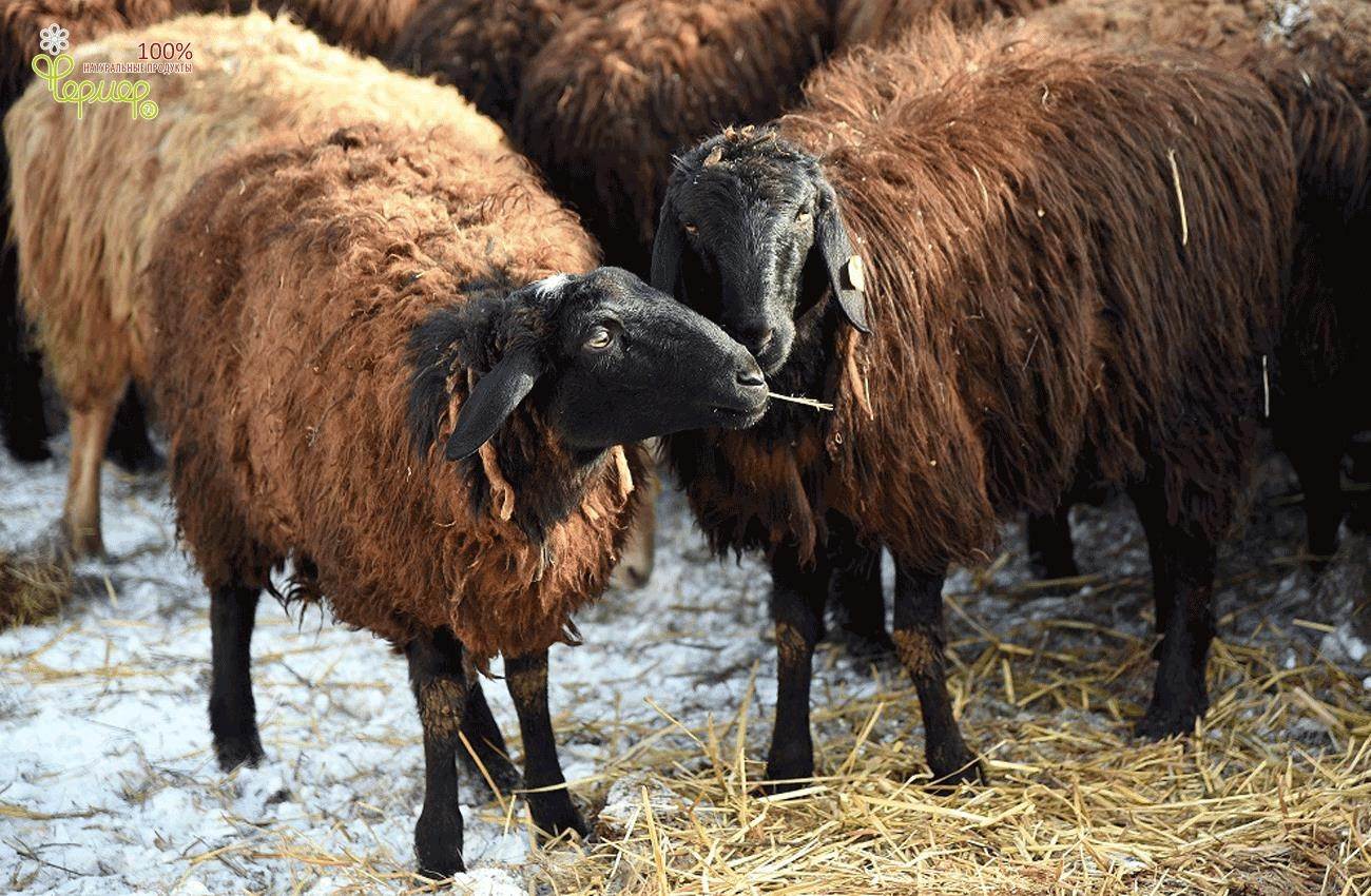 Купить алтайских овец. Алтайская тонкорунная порода овец. Андийская порода овец. Горноалтайская порода овец. Волгоградская порода овец баран племенной.