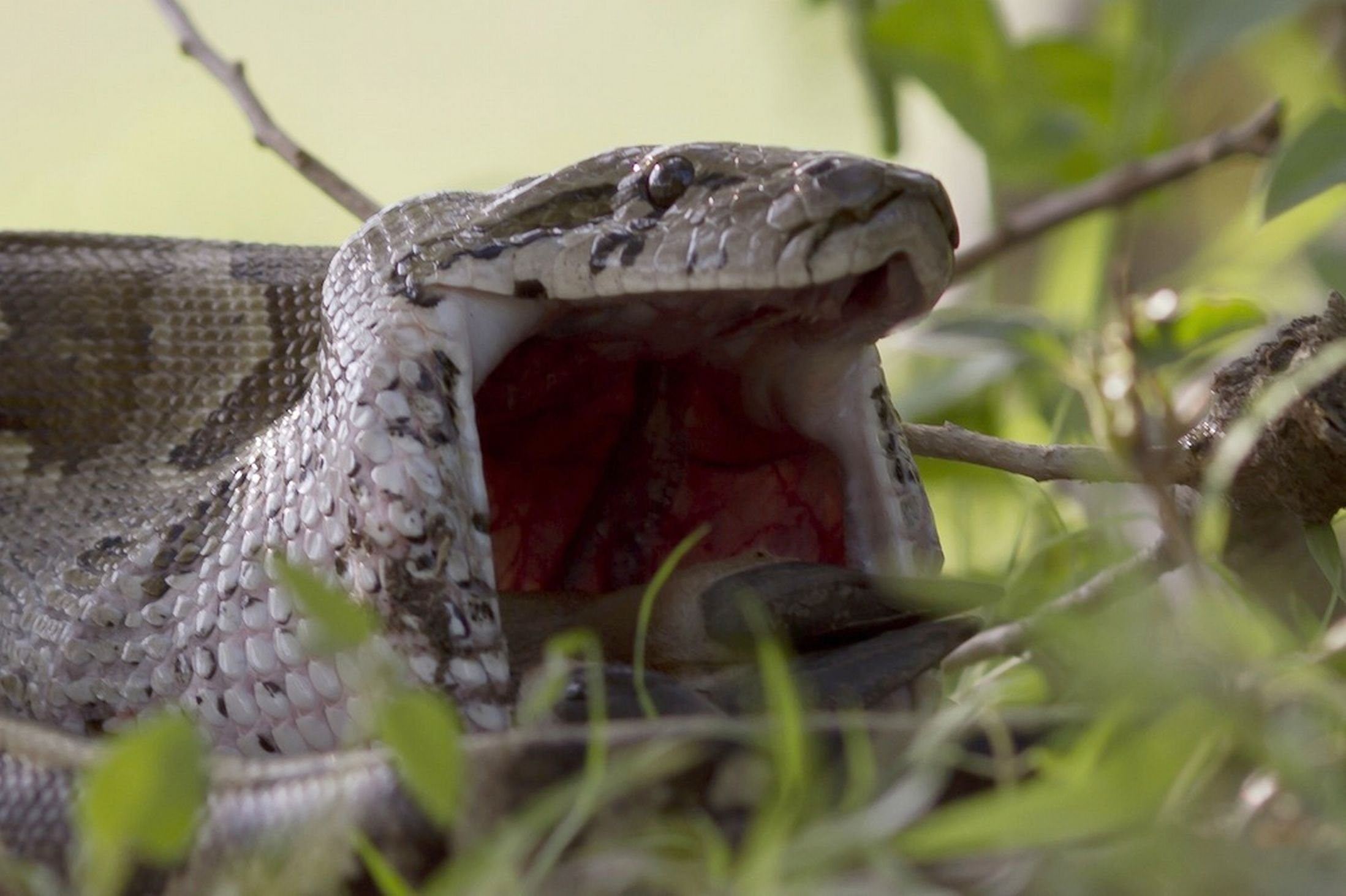 Может ли змея съесть змею. Питон змея звгдатывает аниидопу. Питон змея заглатывает. Питон проглотил антилопу.