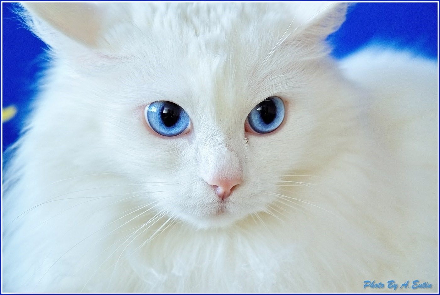 Ангорская кошка альбинос. Кошки альбиносы. Сибирская кошка альбинос. Кот альбинос с голубыми глазами.