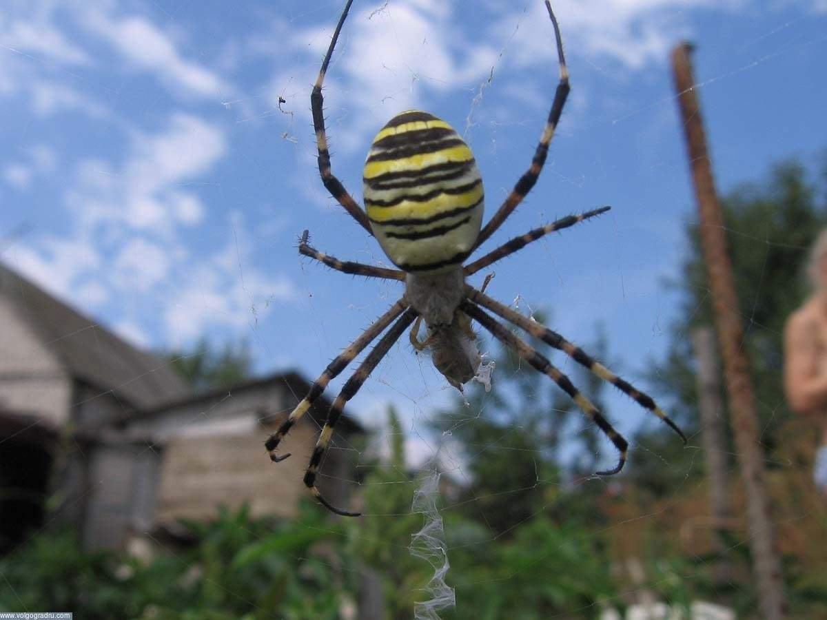 Пауки на помидорах фото