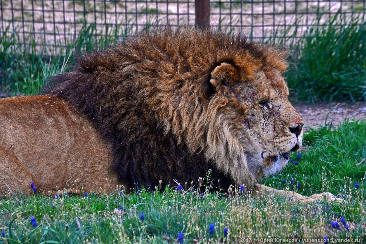 Тайган львы фото