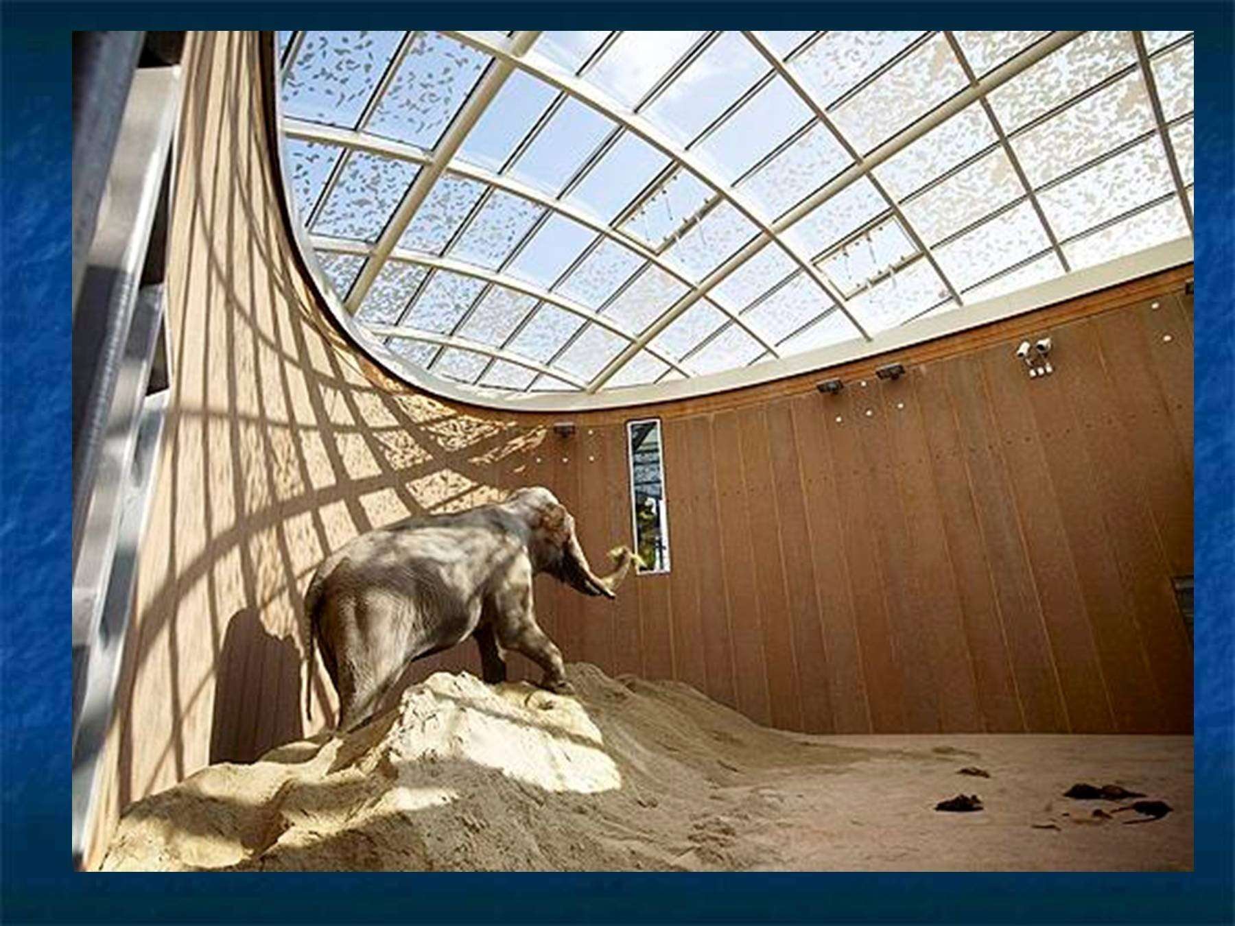 Дом в виде слона в подмосковье фото внутри