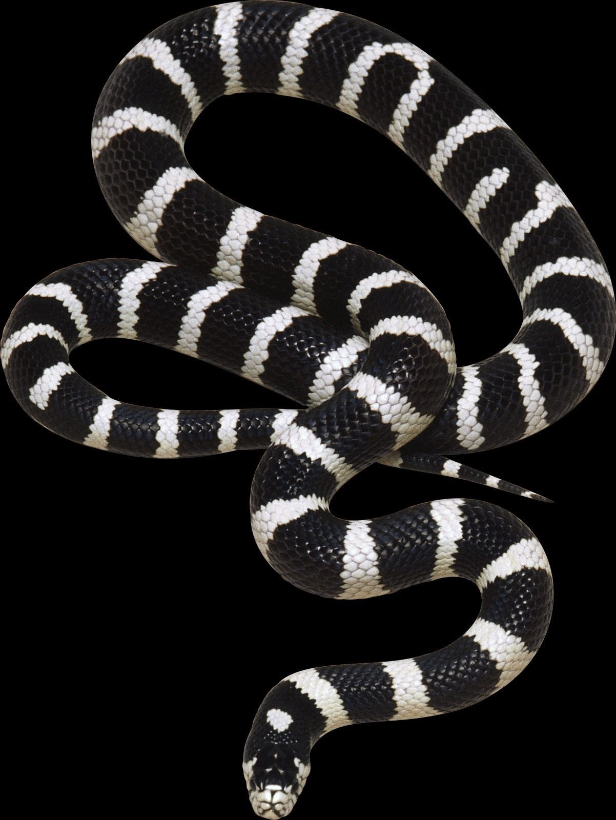 картинки белой змеи