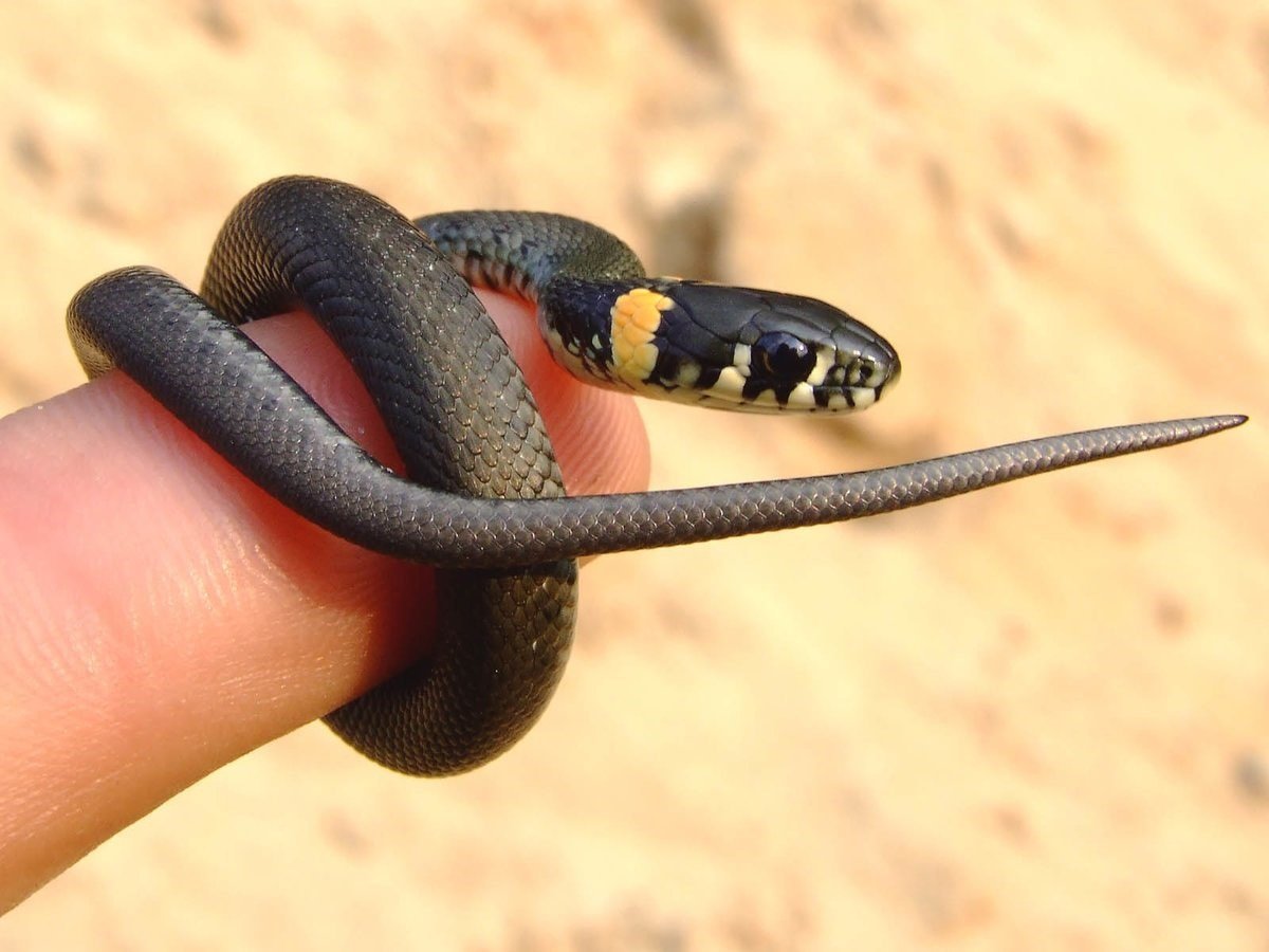 Черная с желтыми пятнами на голове. Черная гадюка маленькая. Змея уж обыкновенный. Обыкновенный уж маленький. Гадюка черная с желтыми пятнами.
