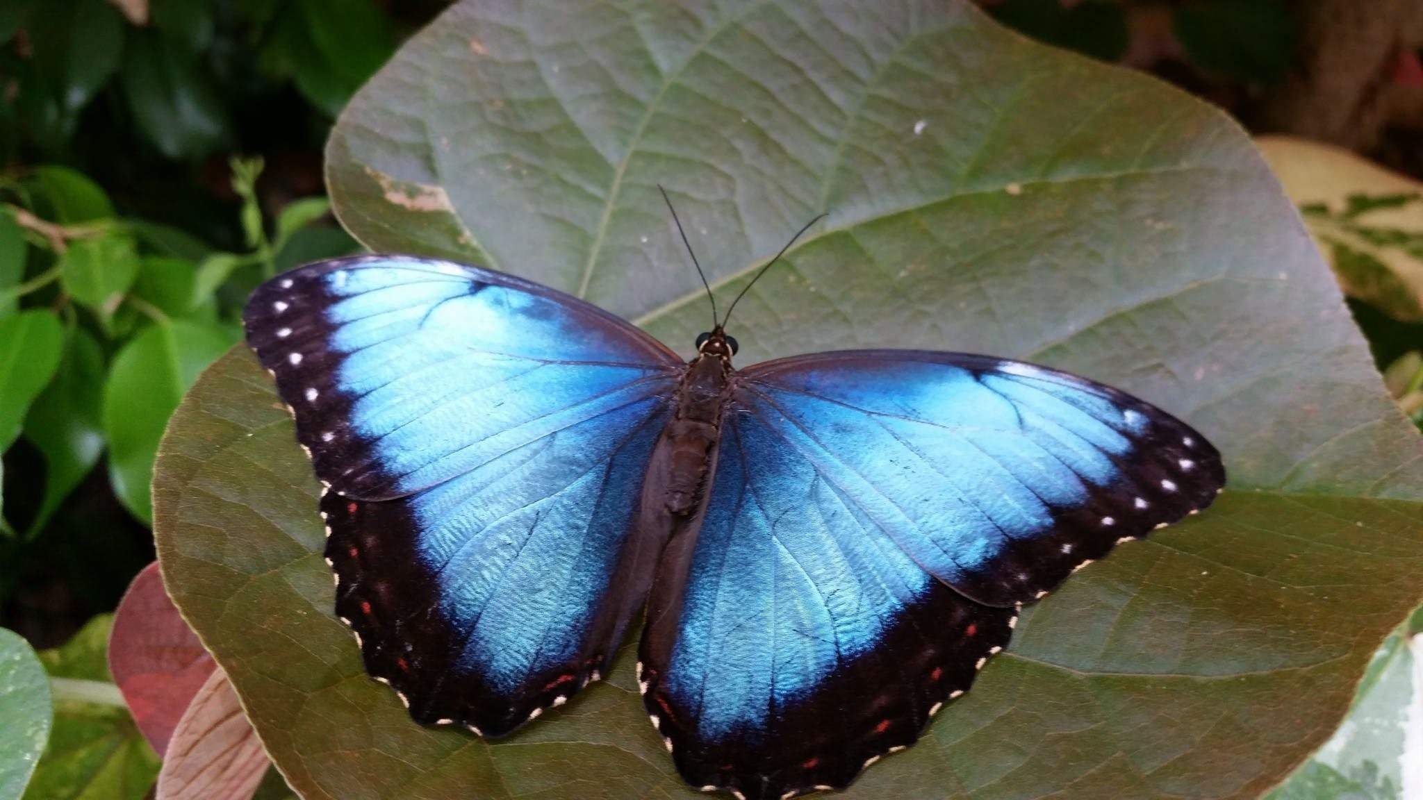 Бабочки кемеровской области фото с названиями
