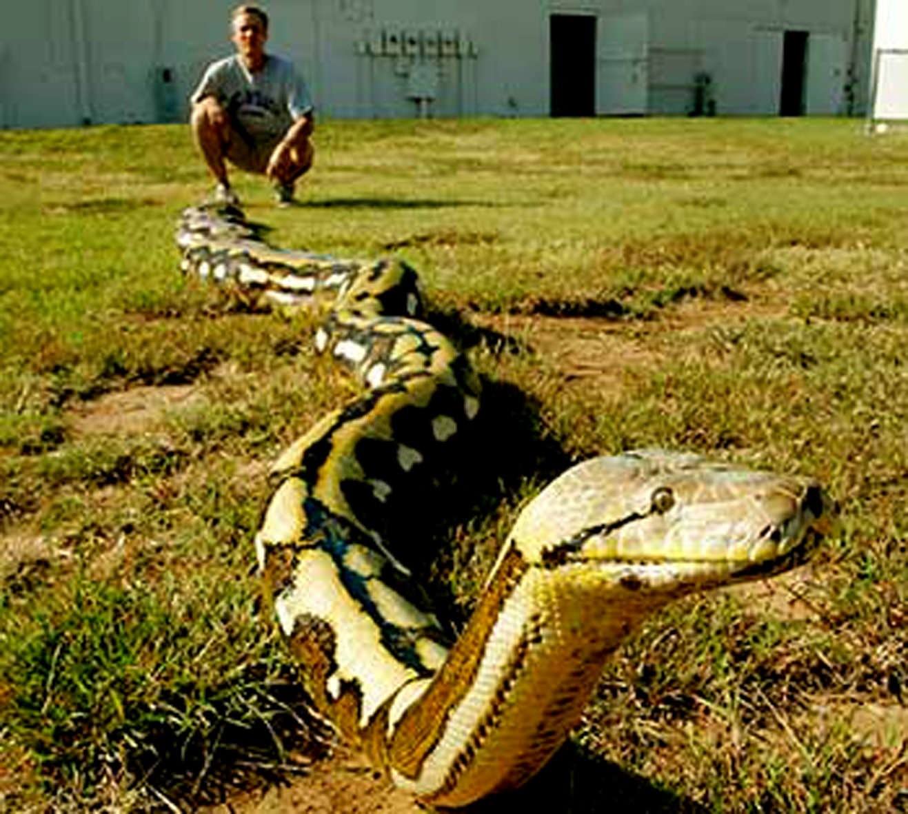 Snakes are longer. Сетчатый питон и Анаконда. Анаконда Среднеазиатская. Сетчатый питон 10 метров.