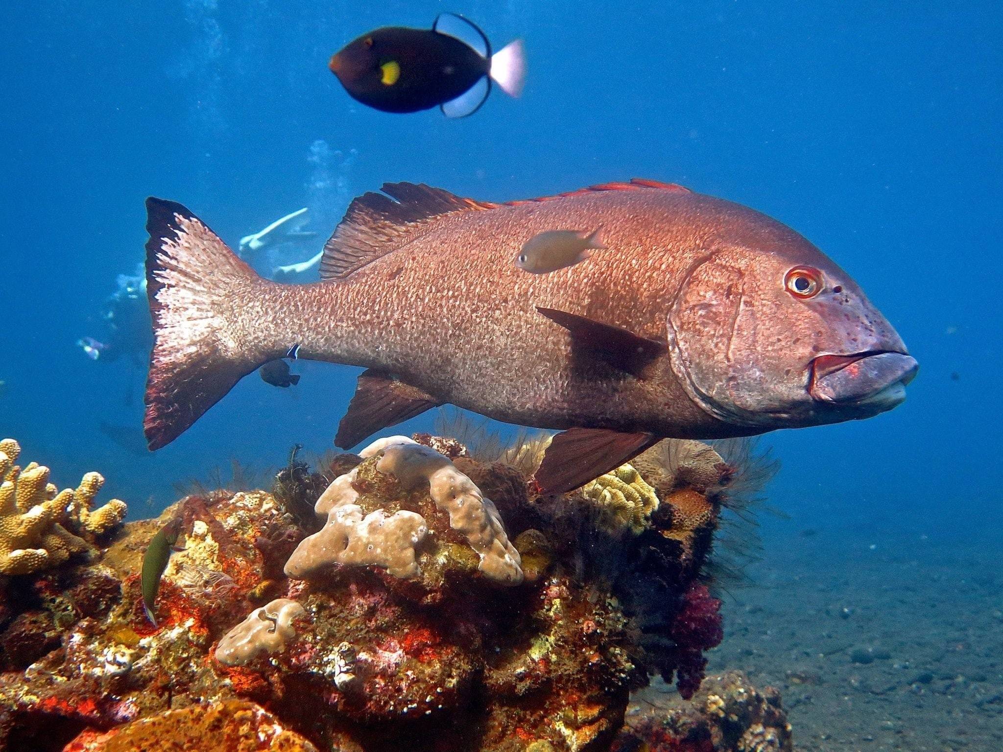 Окунь морской виды и названия с фото