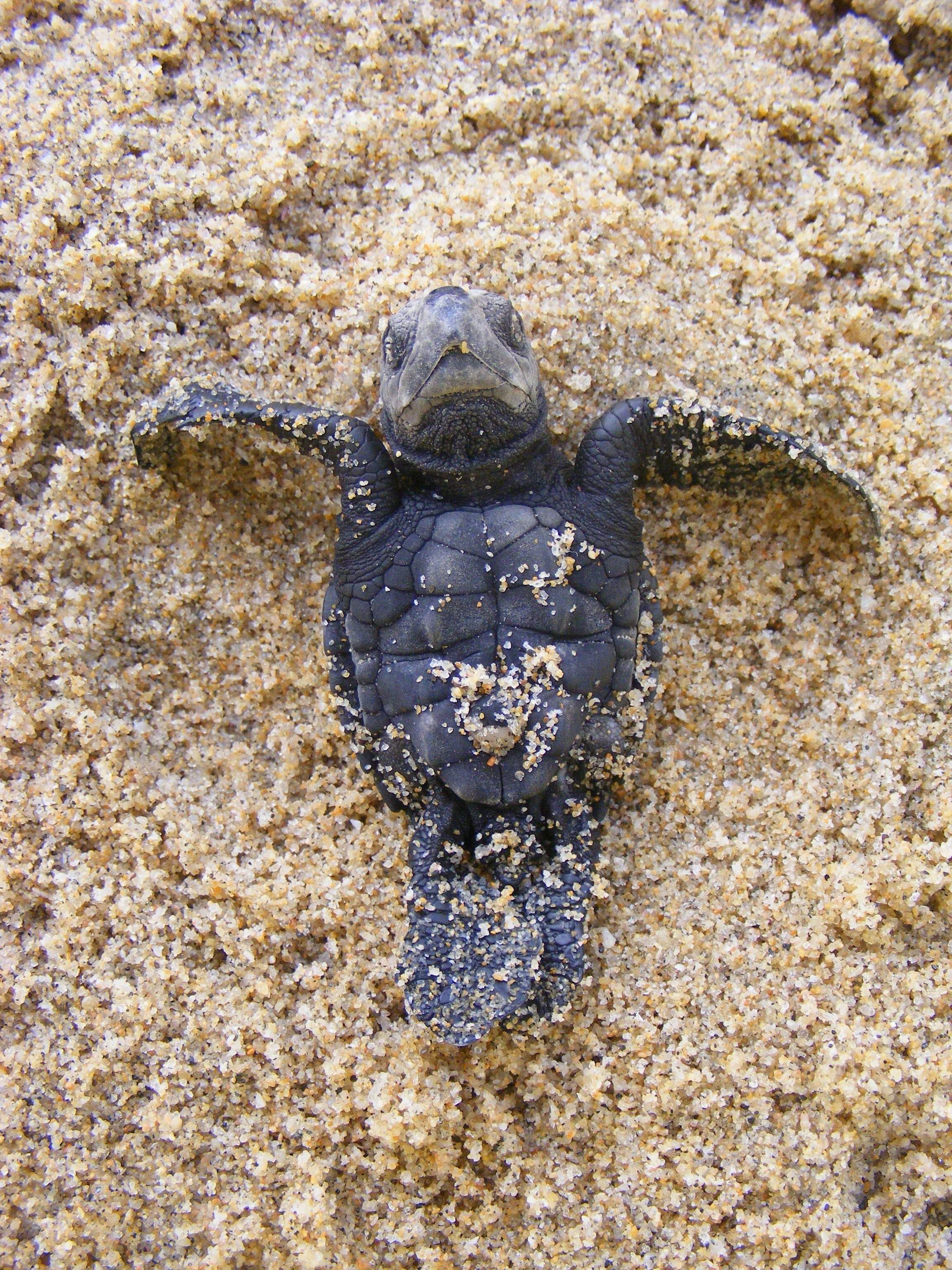 Малыш черепахи. Ридли черепаха. Морская черепаха и Черепашата. Olive Ridley Turtle Baby. Морские черепахи маленькие.