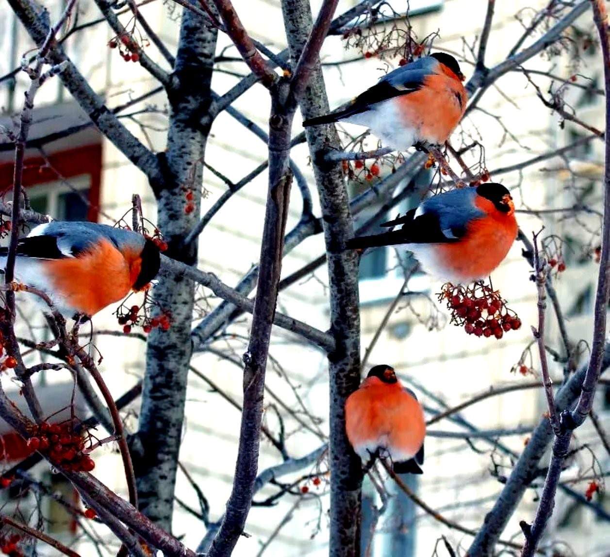 Птицы в городе фото птицы