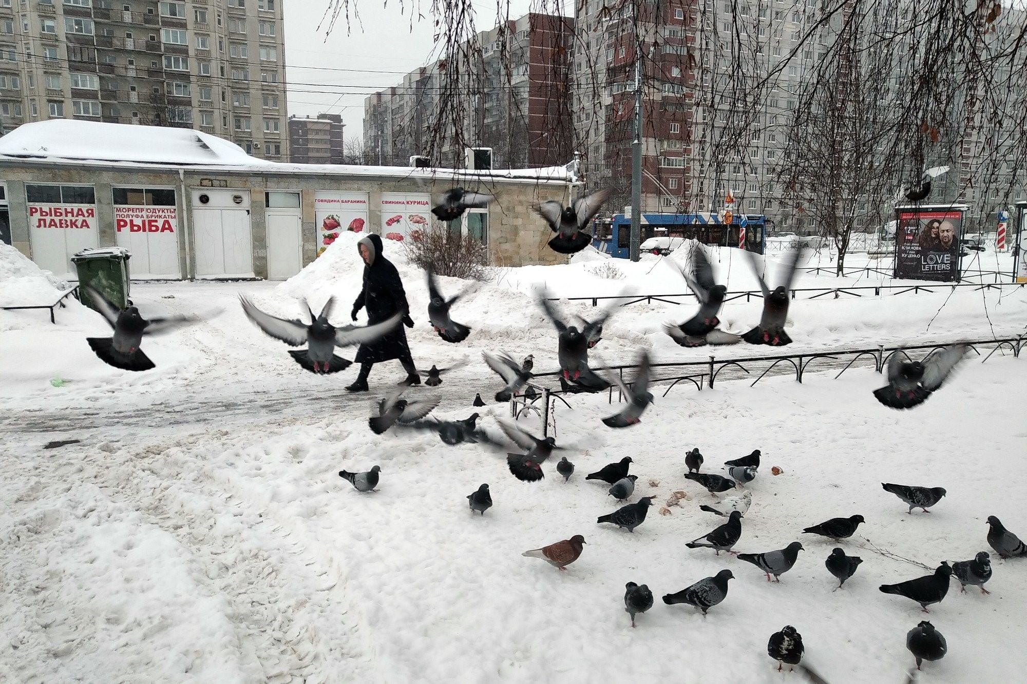 городские птицы санкт петербурга