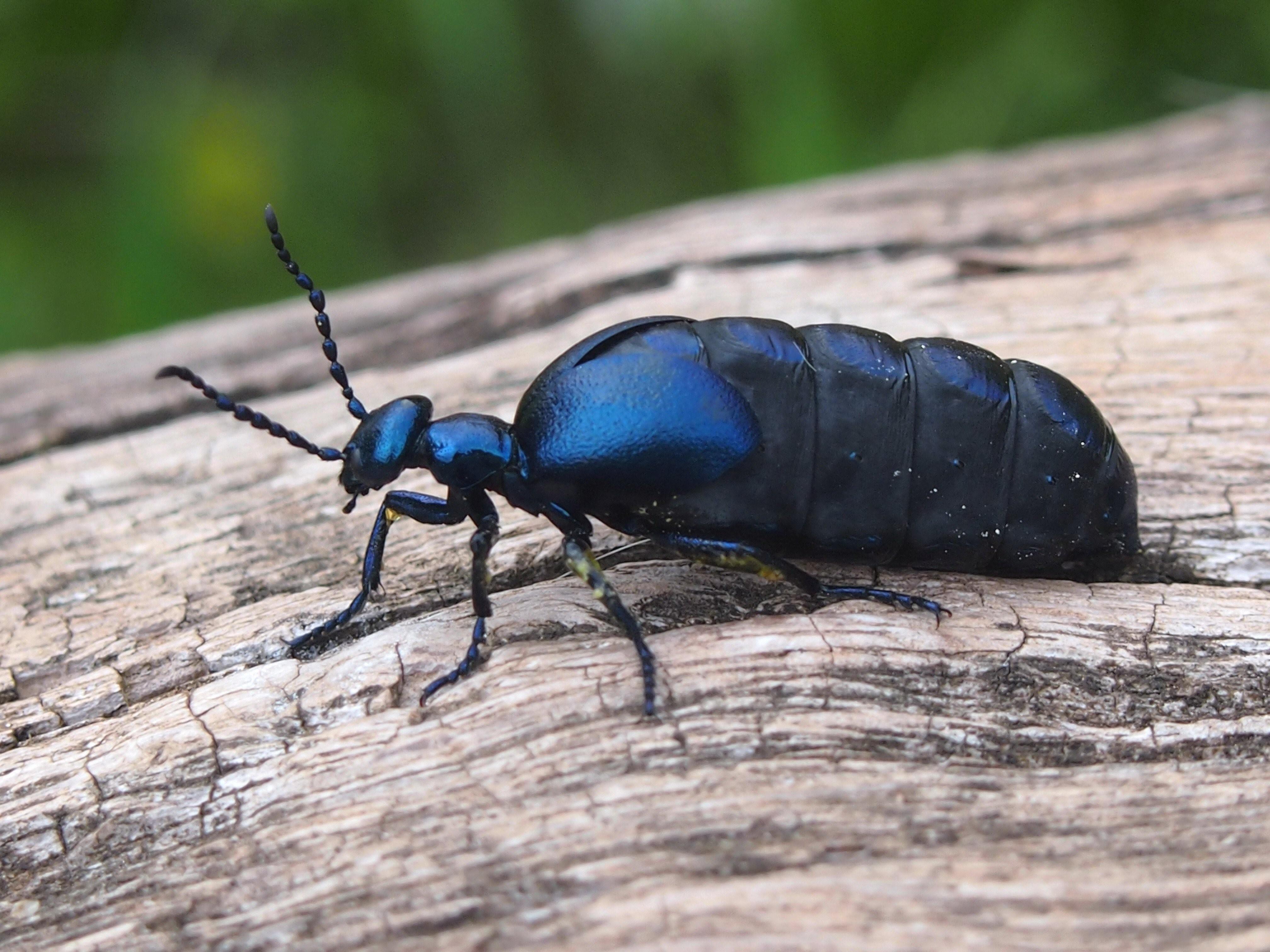 Жук  Meloe violaceus