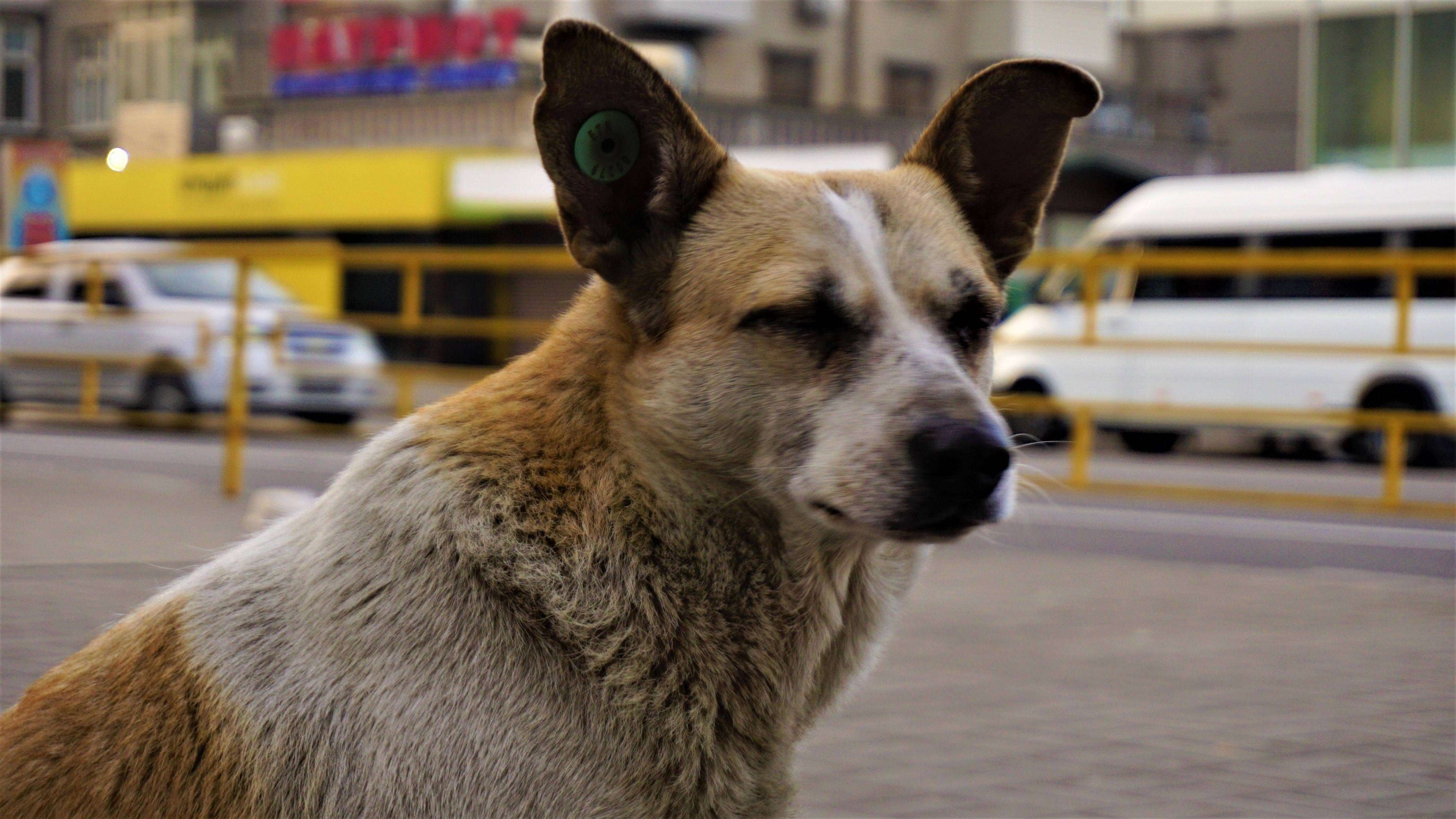 Пес необыкновенного кросса. Барбос. Барбос порода. Пес Барбос порода собаки. Фото Барбоса собаки.