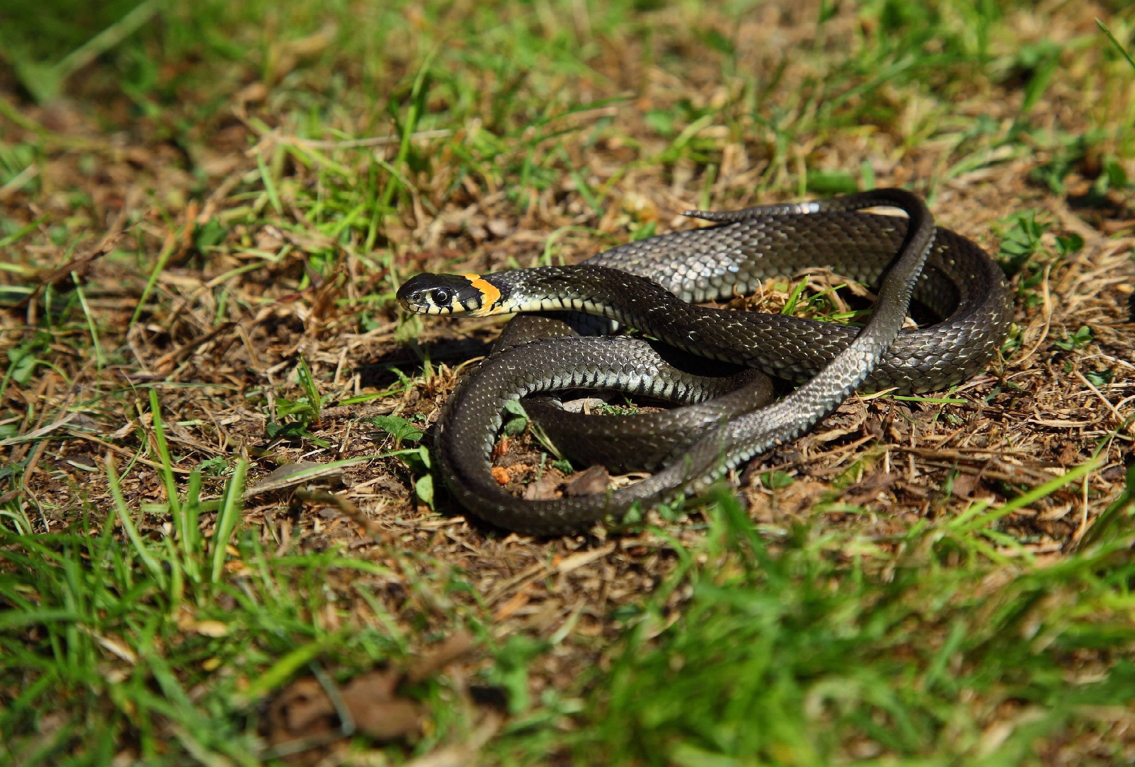 Змея гадюка фото и описание ядовитая