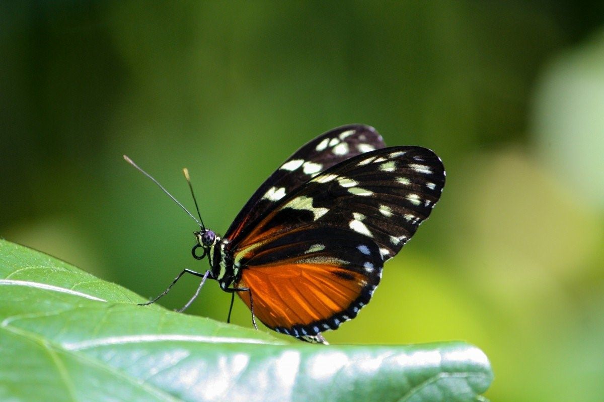 Голубая бабочка Монарх