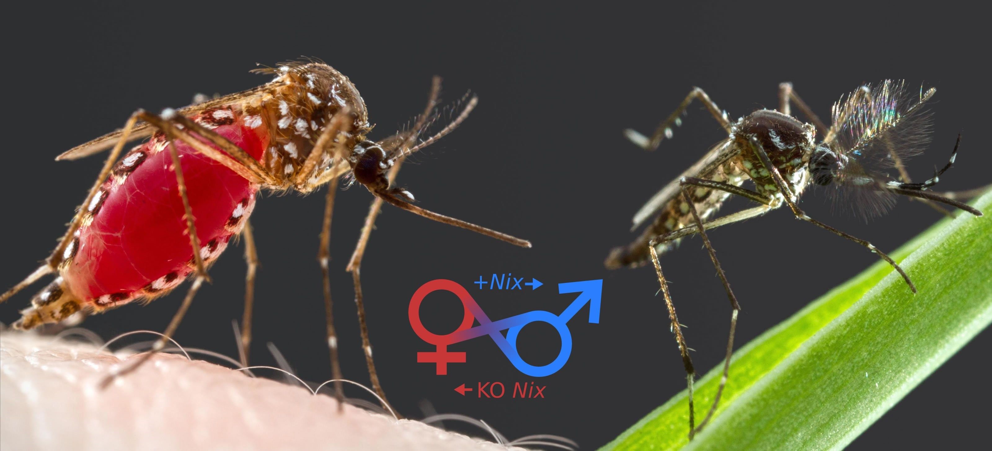 Самец комара фото как выглядит