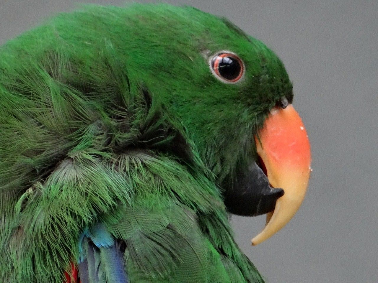 К чему снится попугай во сне. Синелобый малый ара. Зеленый попугай порода. Порода попугаев Гринчик. Амазонский попугай.