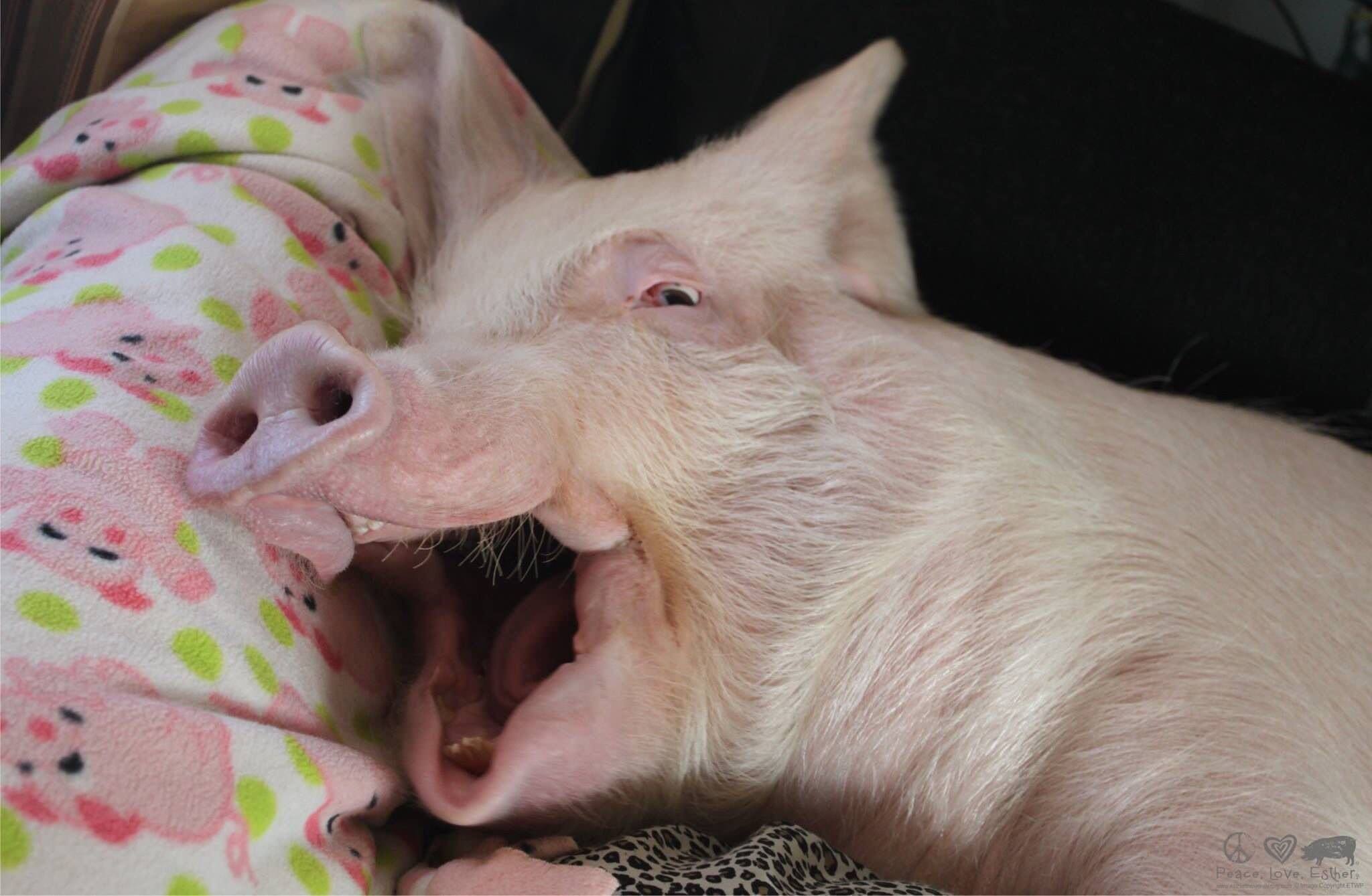 Свинья валяется. Сонный поросенок.